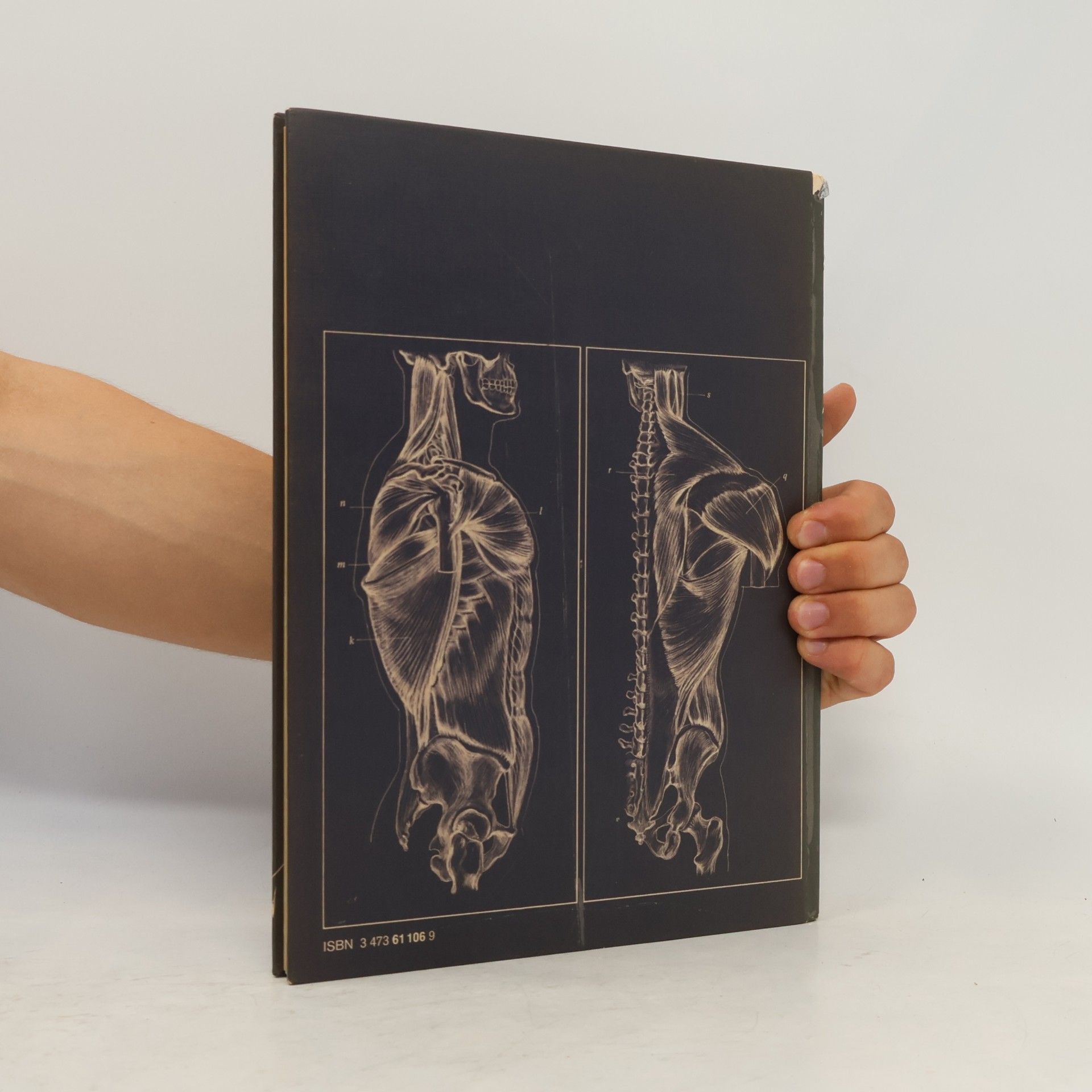 David K. Rubins Anatomie für Künstler