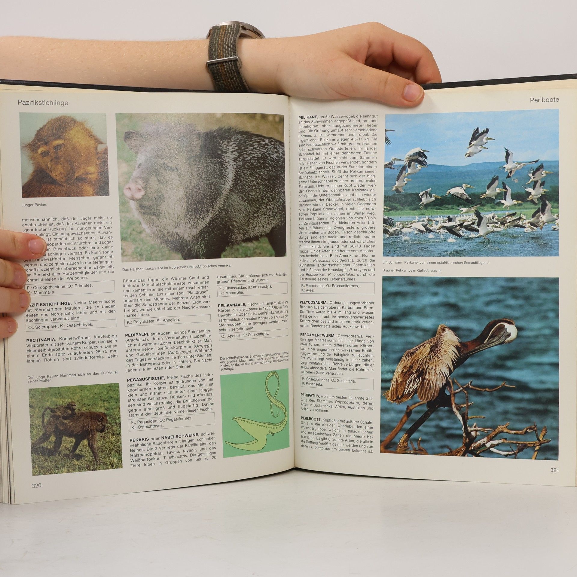Autorenkollektiv Lexikon der Tiere von A-Z