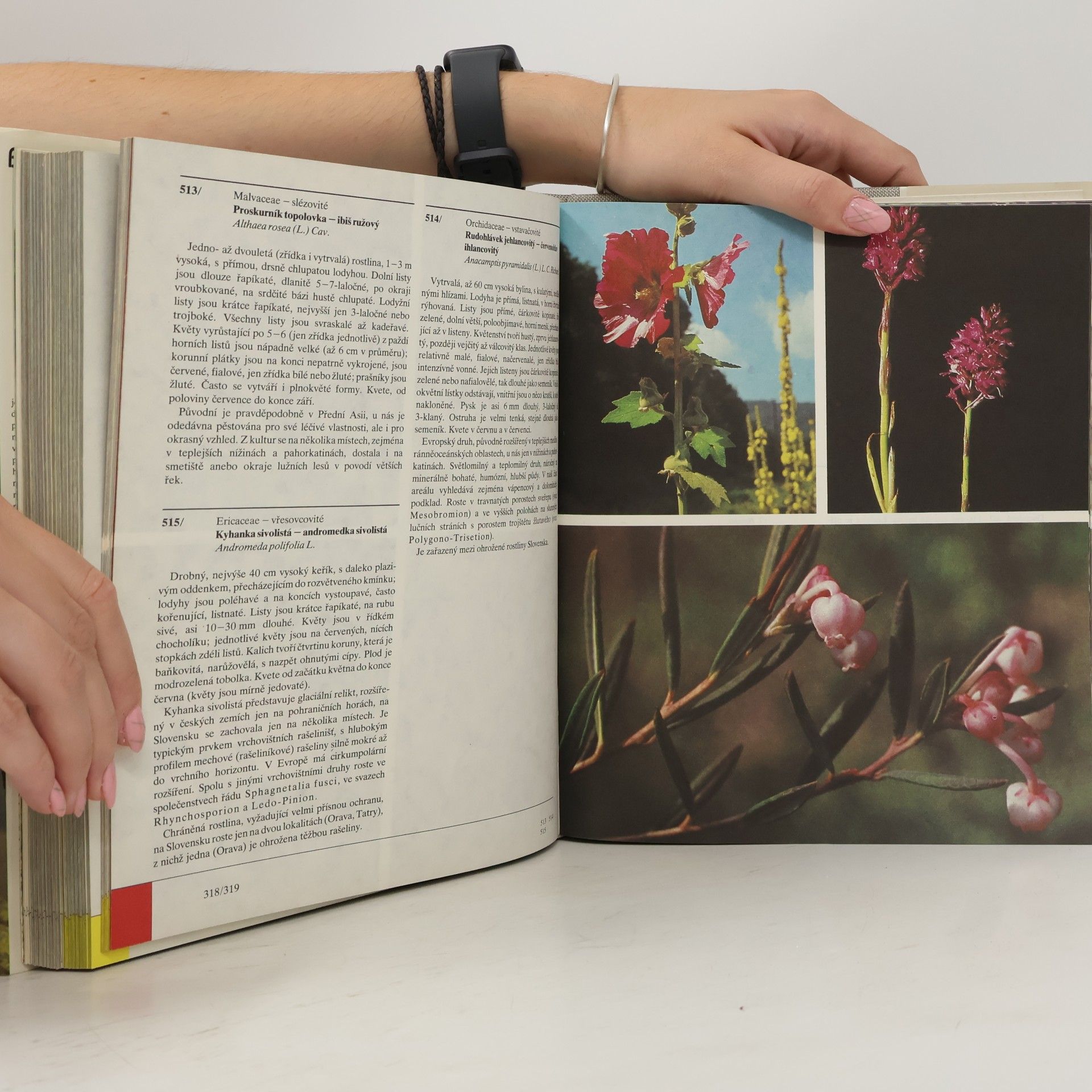 Izabela Háberová Barevný atlas rostlin