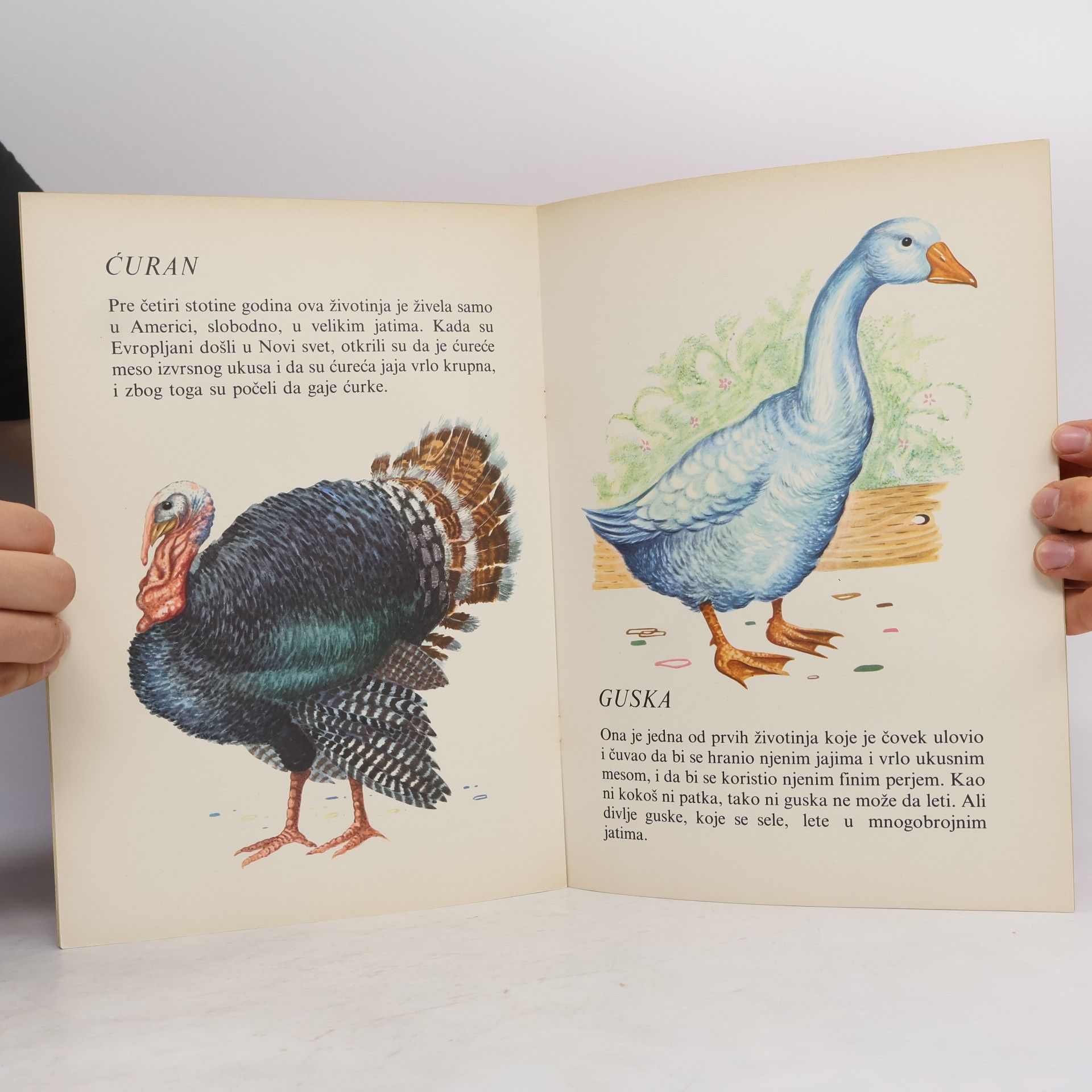 Autorenkollektiv Dečja enciklopedija. Životinjski svet 1-6