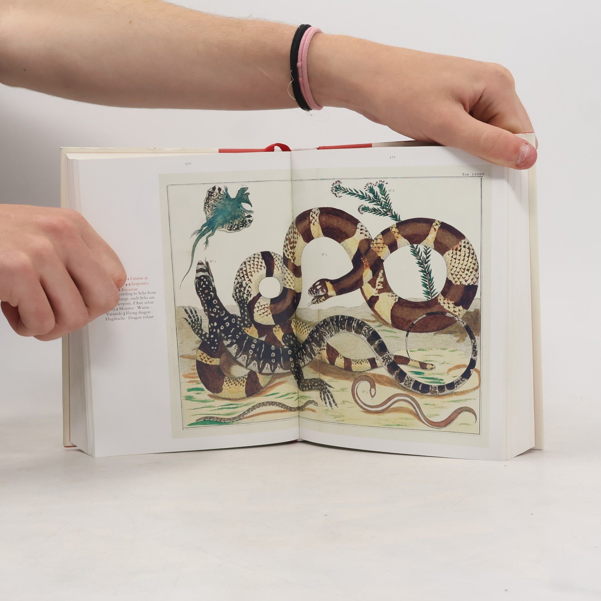 Albert Seba Cabinet of natural curiosities