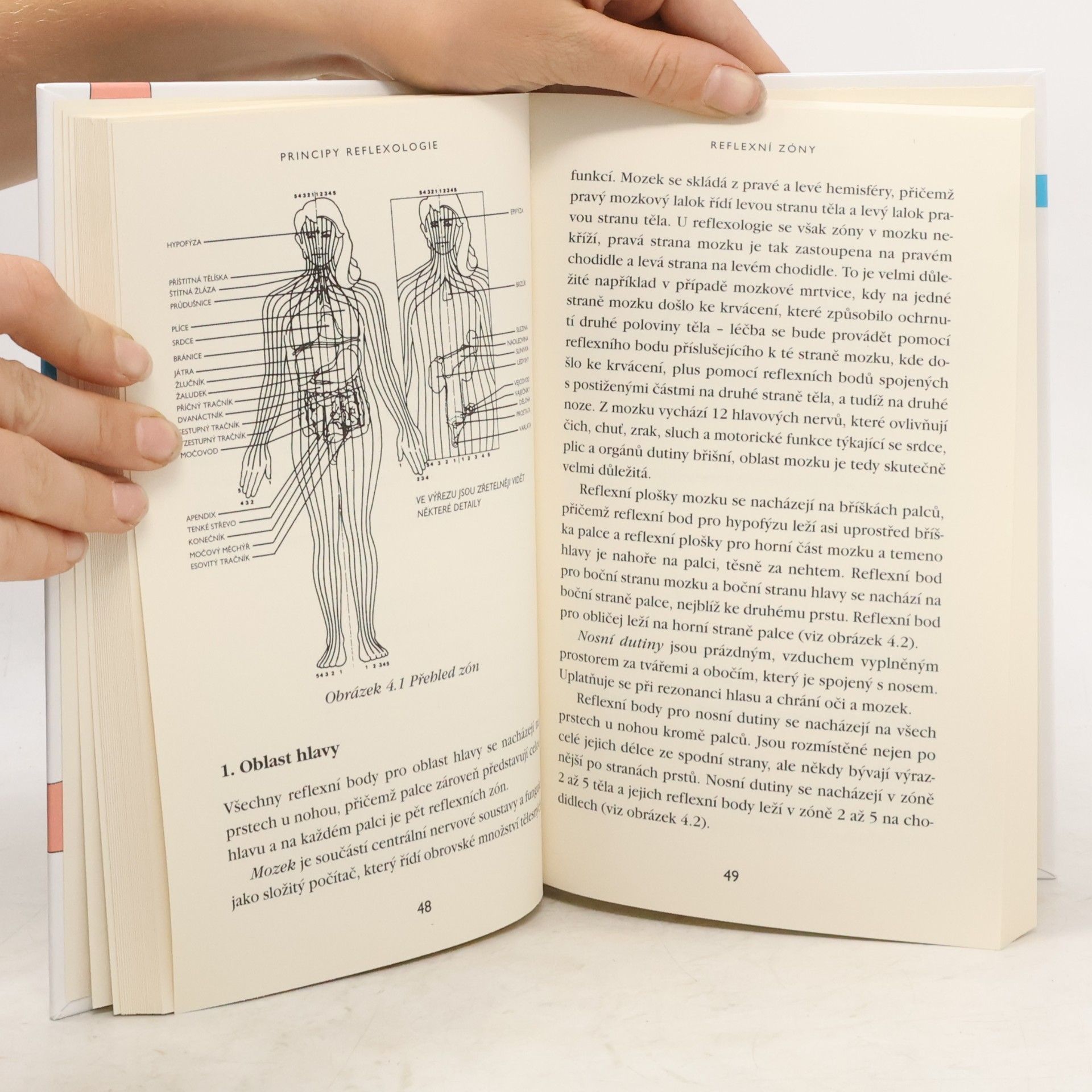 Nicola M. Hall Principy reflexologie