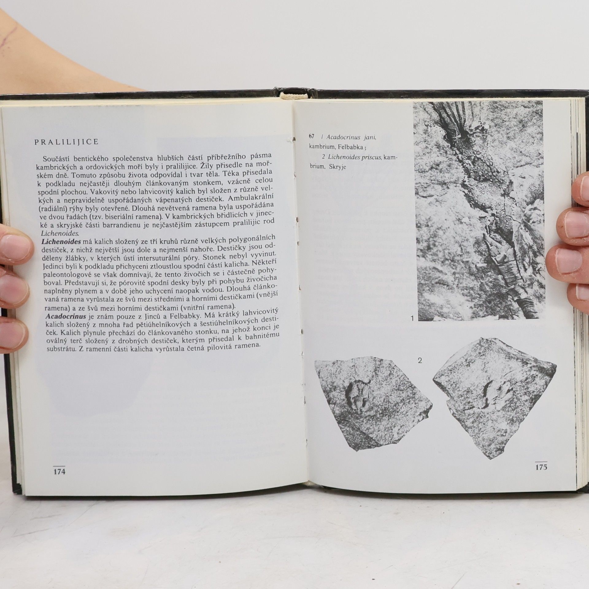 Vladimír Habětín Kapesní atlas zkamenělin