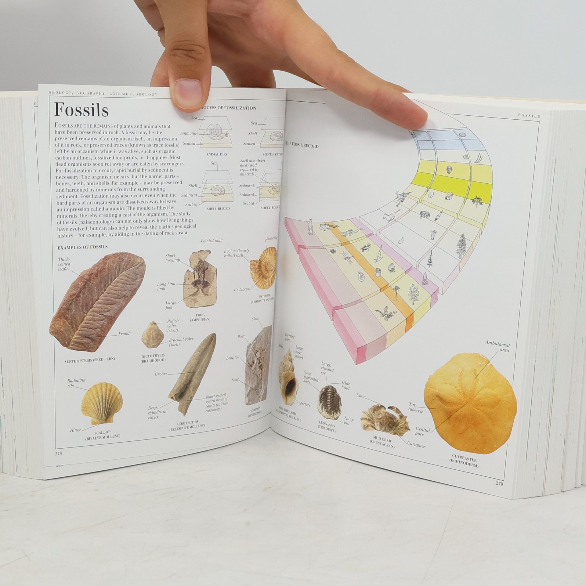 Dorling Kindersley Publishing Staff Pocket Visual Dictionary