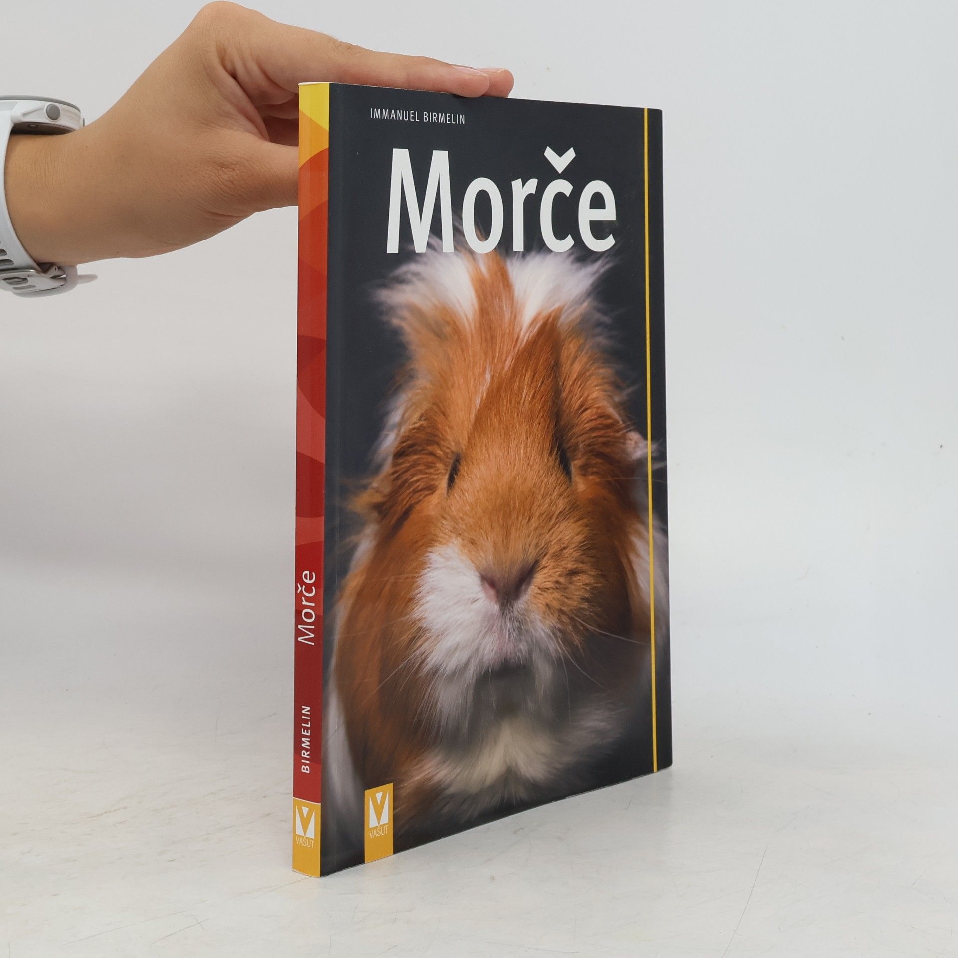 Morče