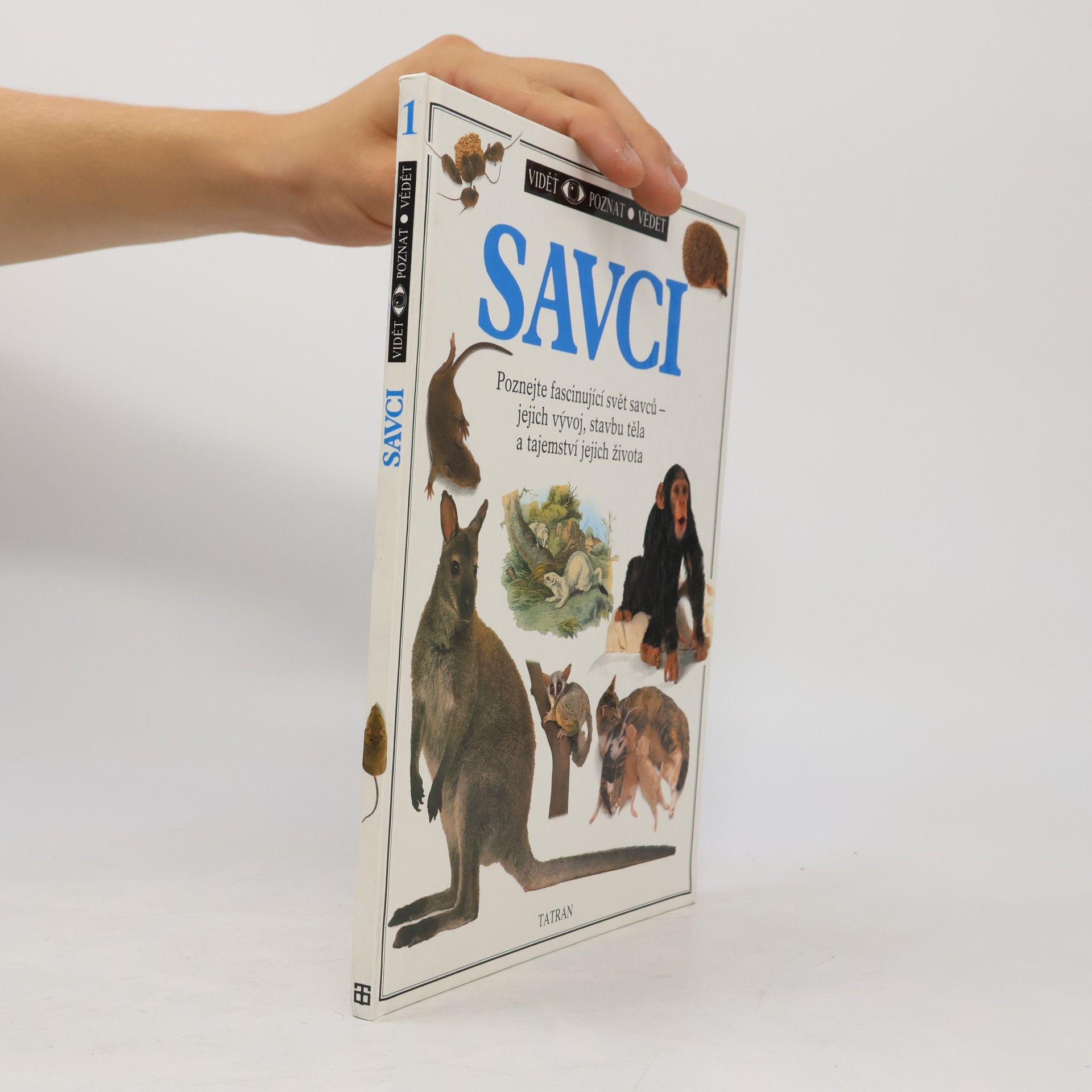Savci