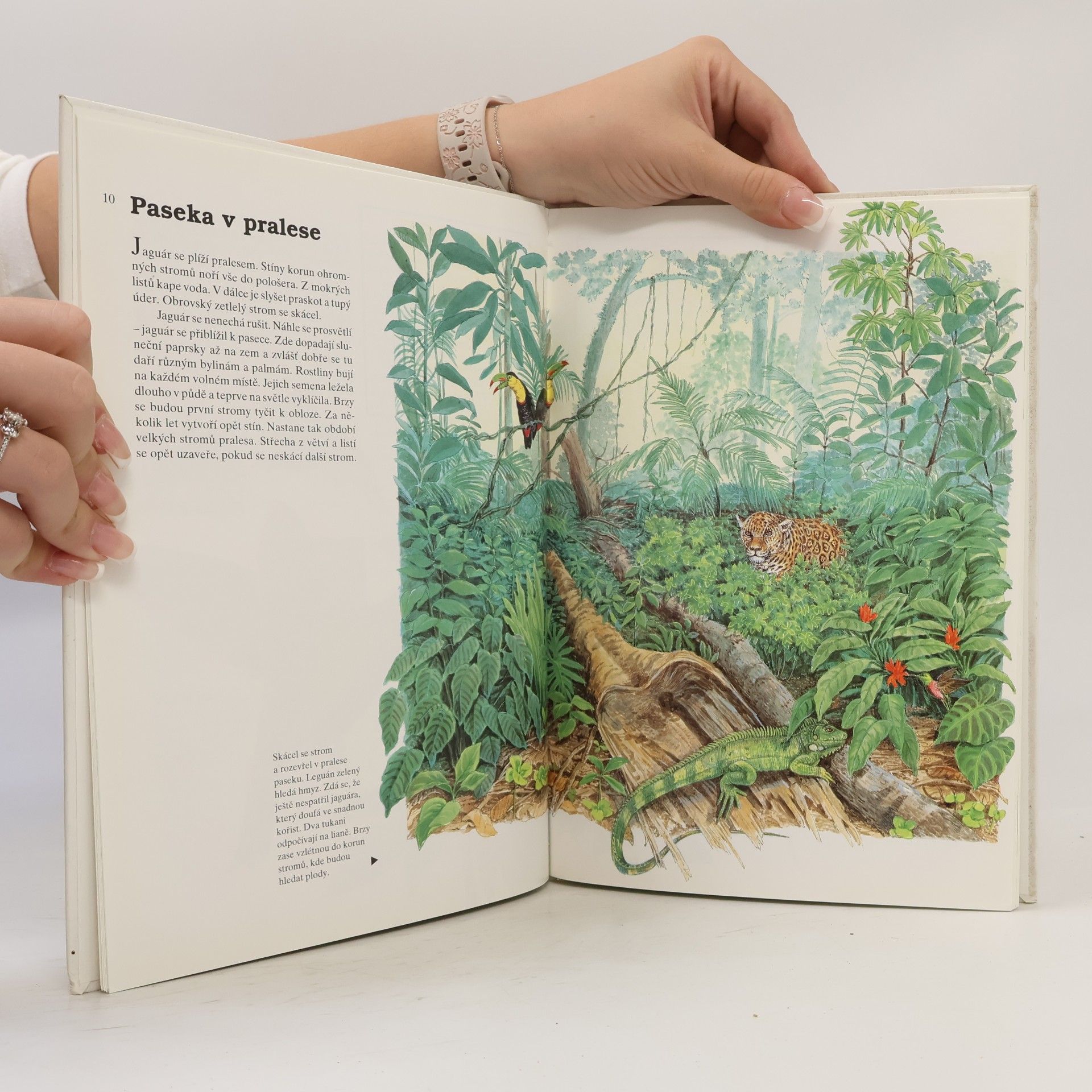 Hildburg Thiemeyer Zvířata v pralese