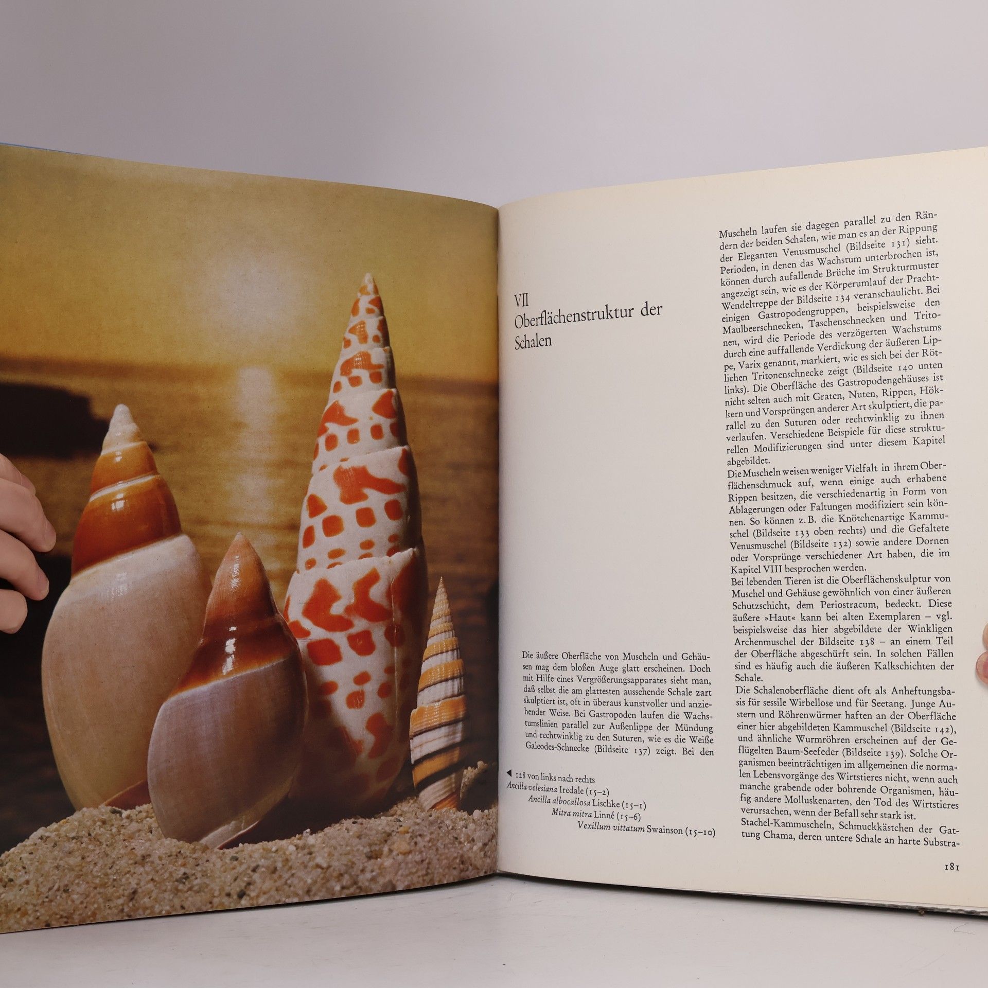 Andreas Feininger Traumgebilde des Meeres, Muscheln und Schnecken