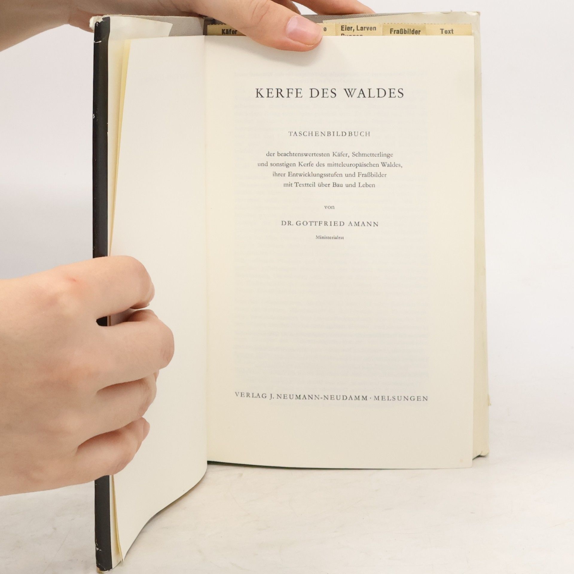 Gottfried Amann Kerfe des Waldes