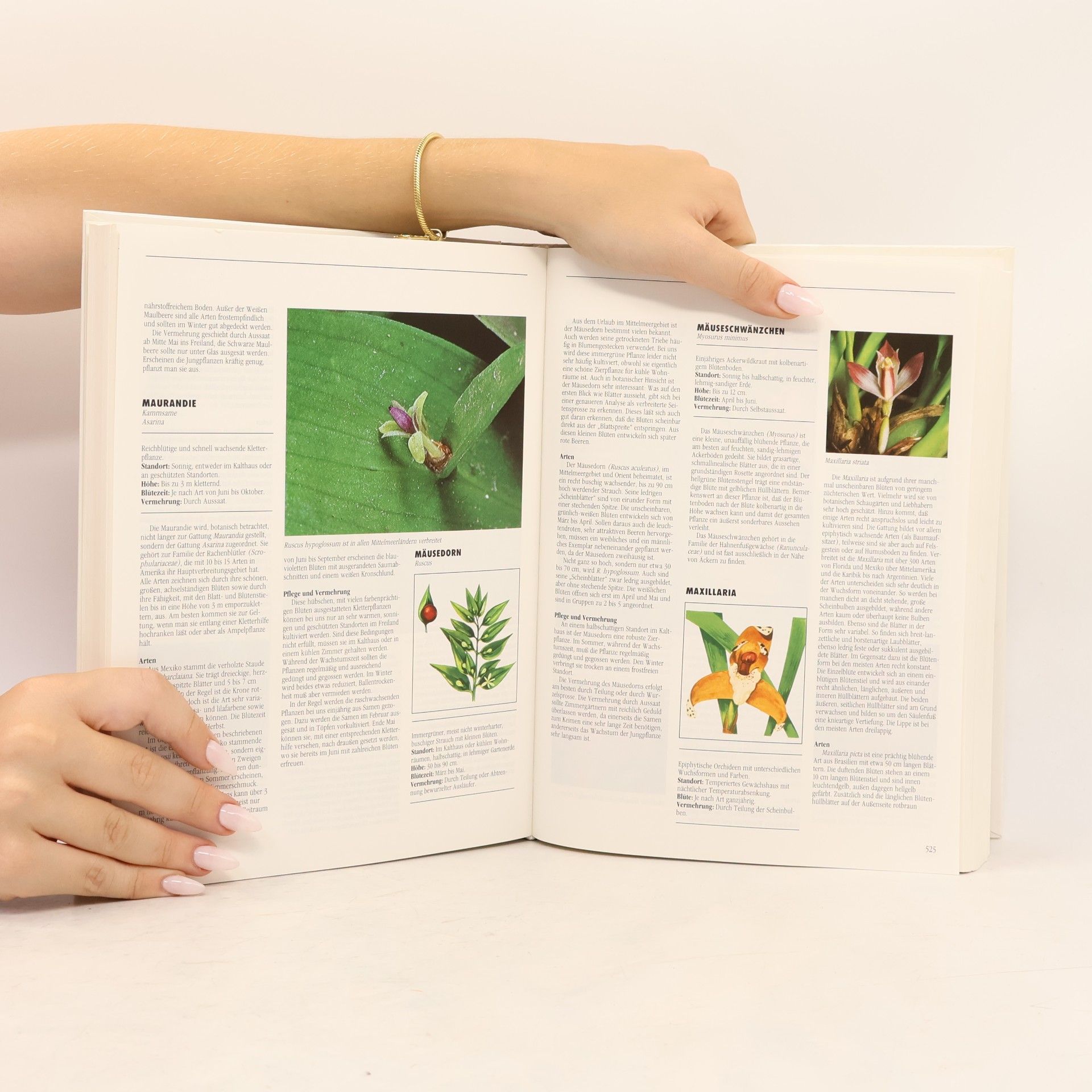 Autorenkollektiv Garten-Handbuch Pflanzen & Blumen