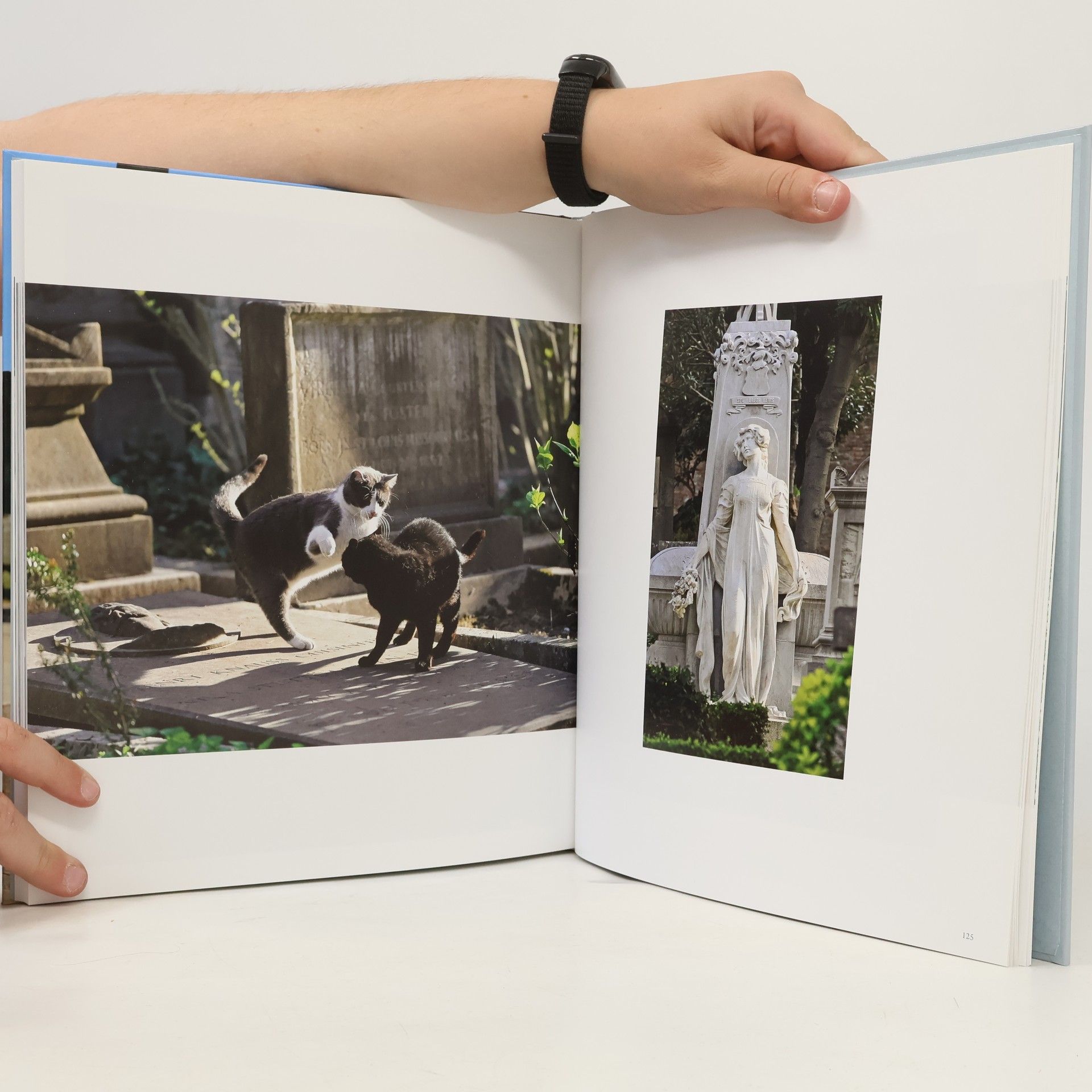 Uta Süße-Krause Katzen in Rom auf dem Cimitero Acattolico