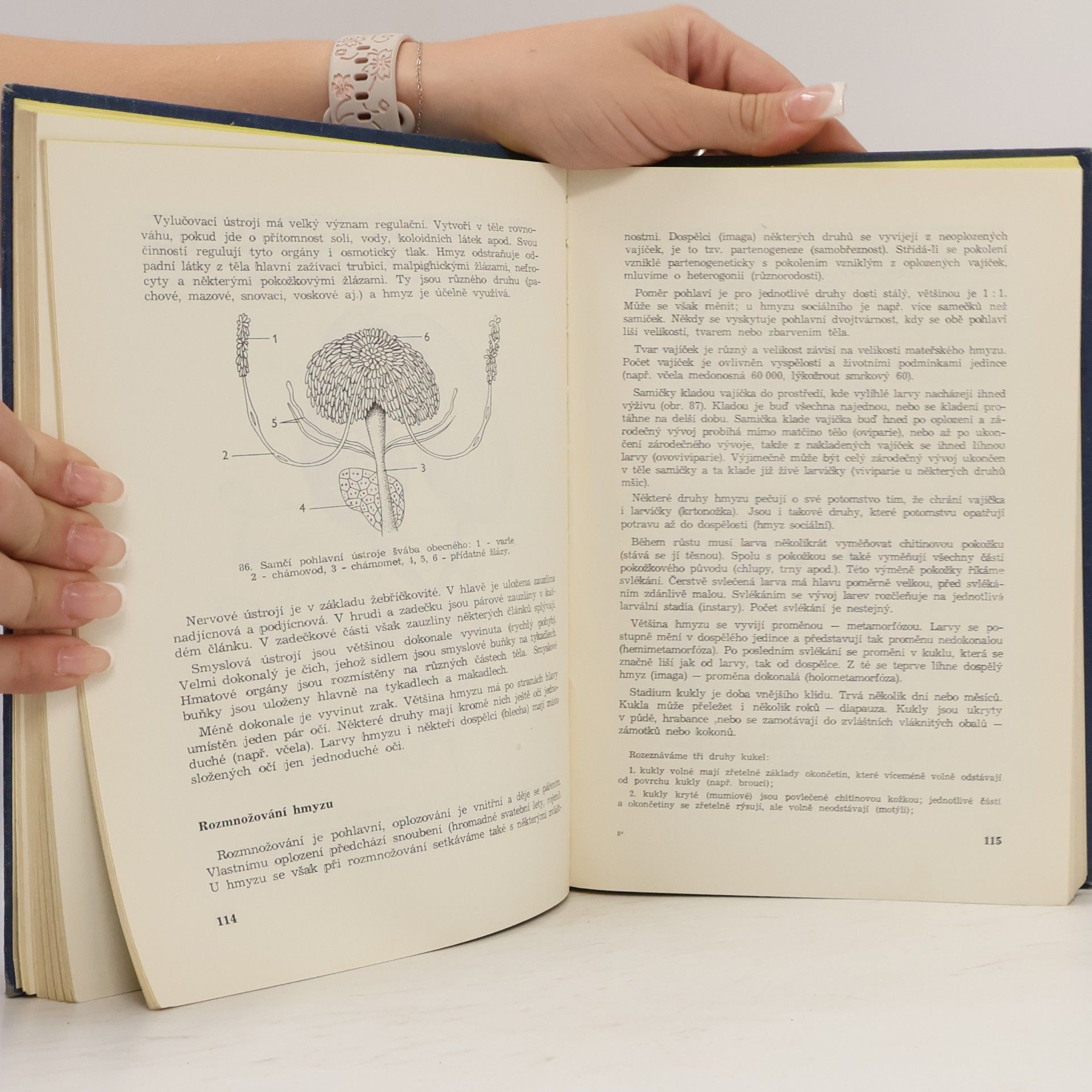 Pavel Forst Lesnická zoologie