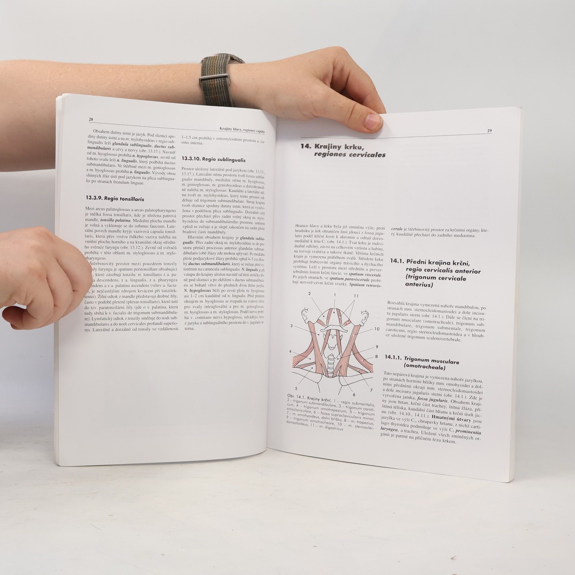 Miloš Grim Základy anatomie. 5., Anatomie krajin těla