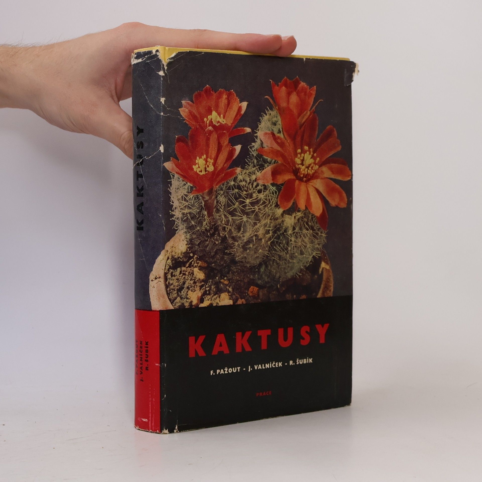 Rudolf Šubík Kaktusy