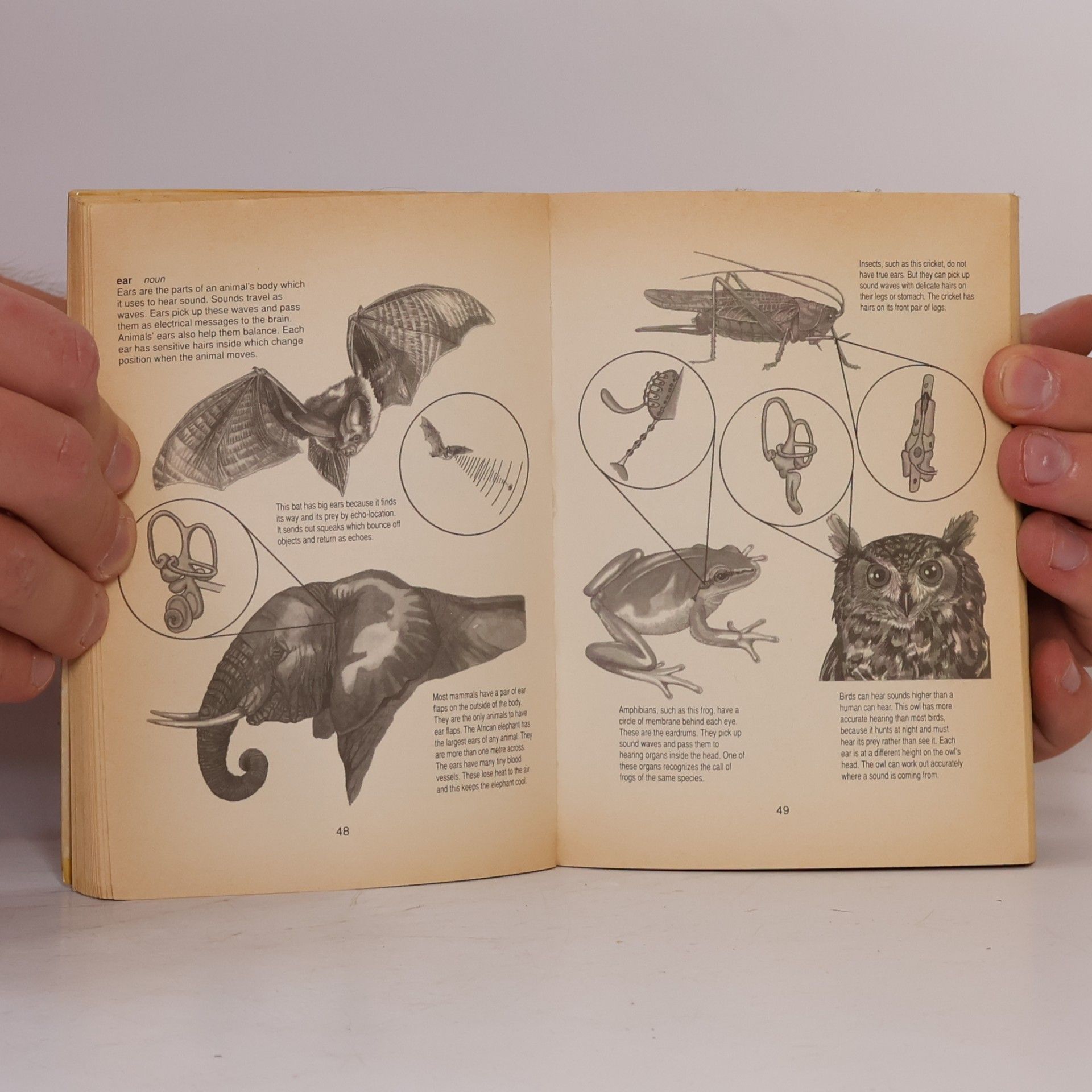 Martin Walters Bloomsbury Illustrated Dictionaries: Bloomsbury Illustrated Dictionary of Animal Life