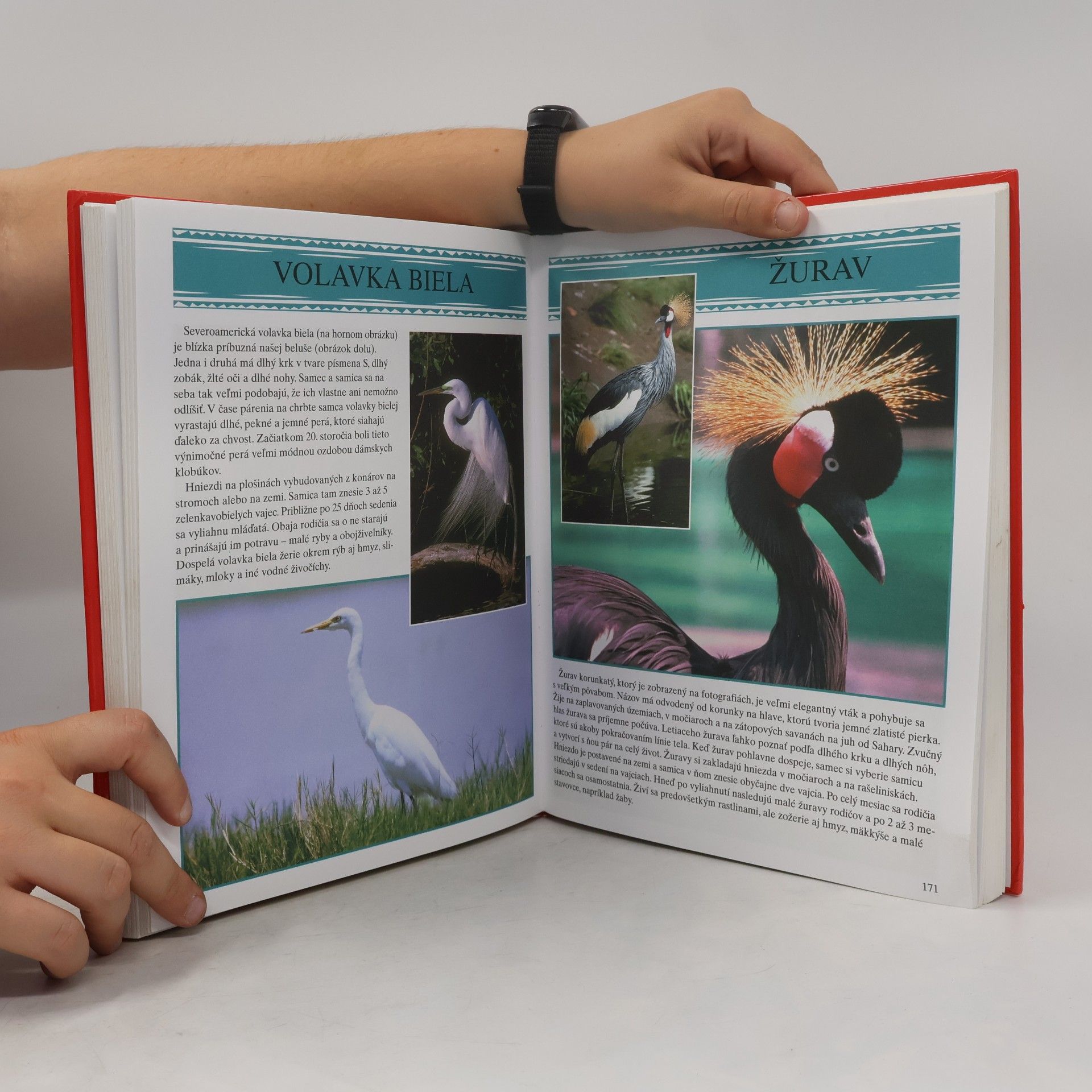 Autores varios Zo sveta zvierat