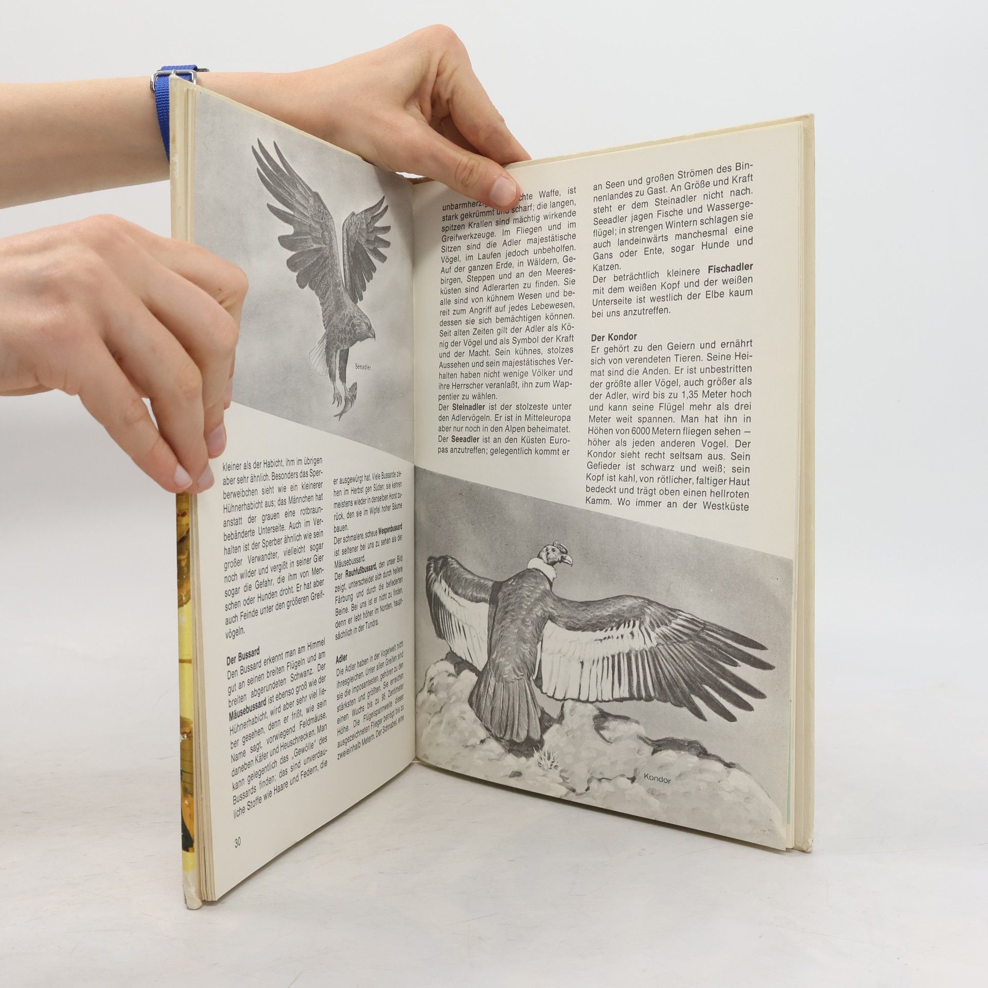 Kolektiv autorů Was ist Was 40. Vögel