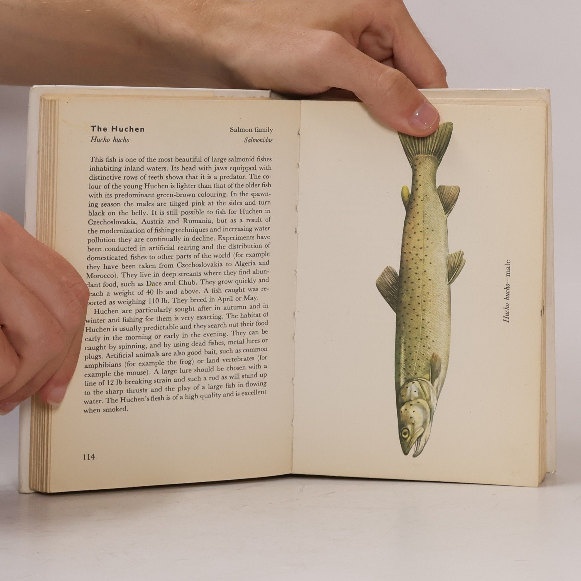 Autorenkollektiv Freshwater Fishes