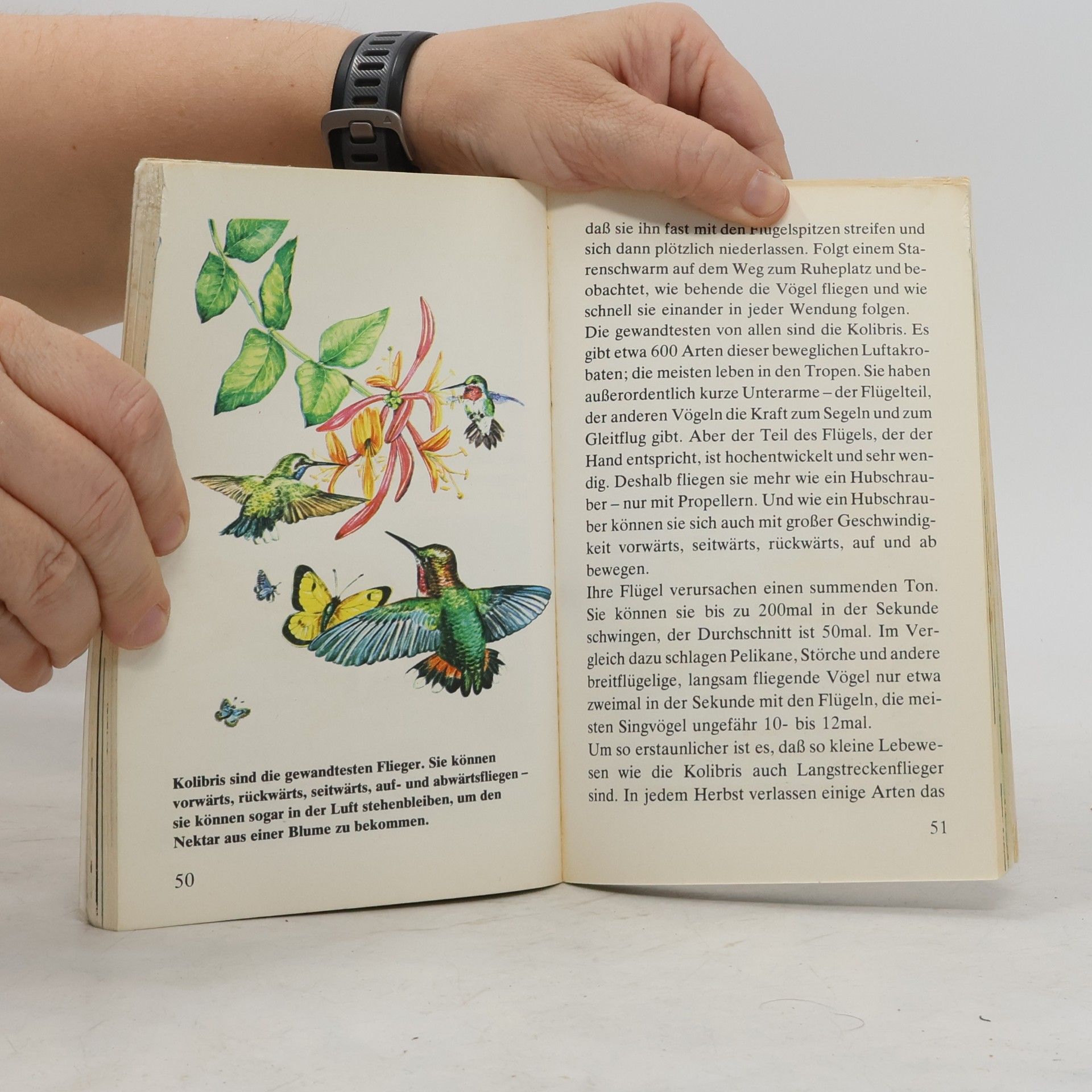 Autorenkollektiv Fliegende Tiere