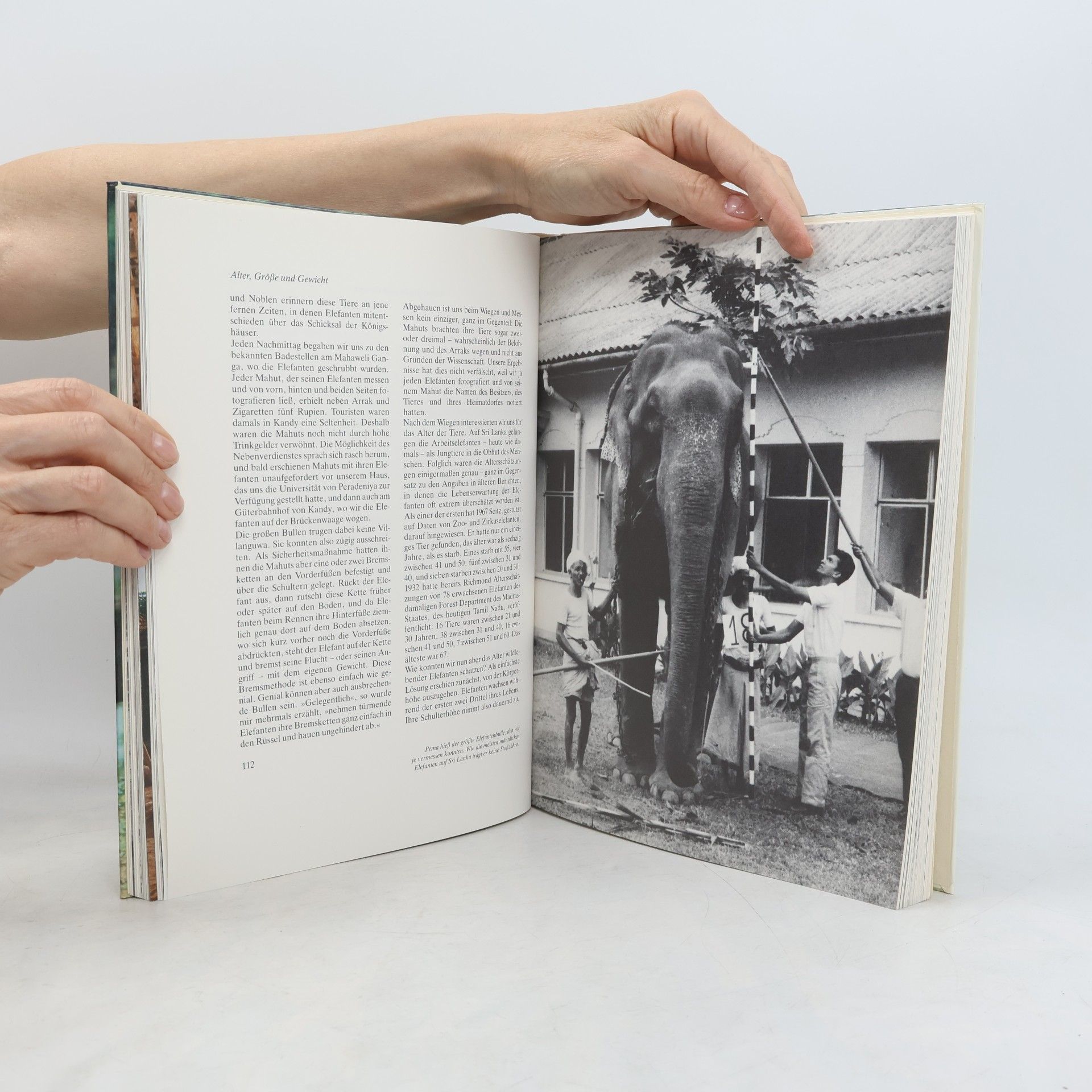 Fred Kurt Das Elefantenbuch