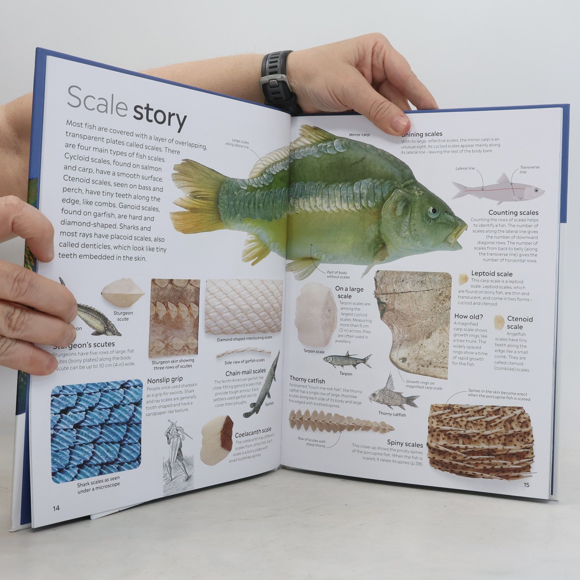 Dorling Kindersley Fish