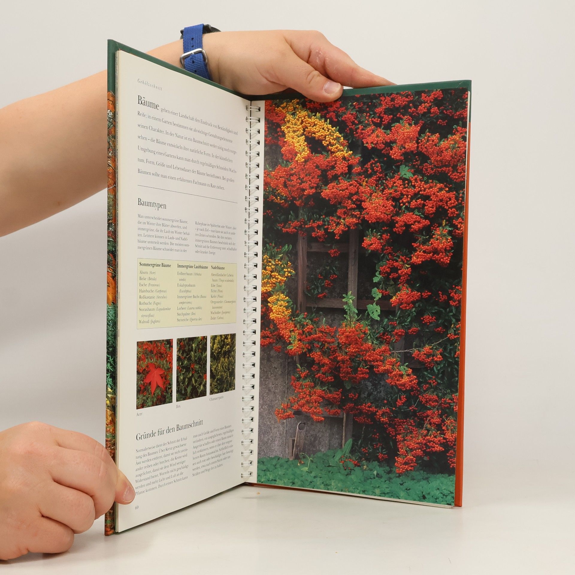Steven Bradley Der Garten im Herbst