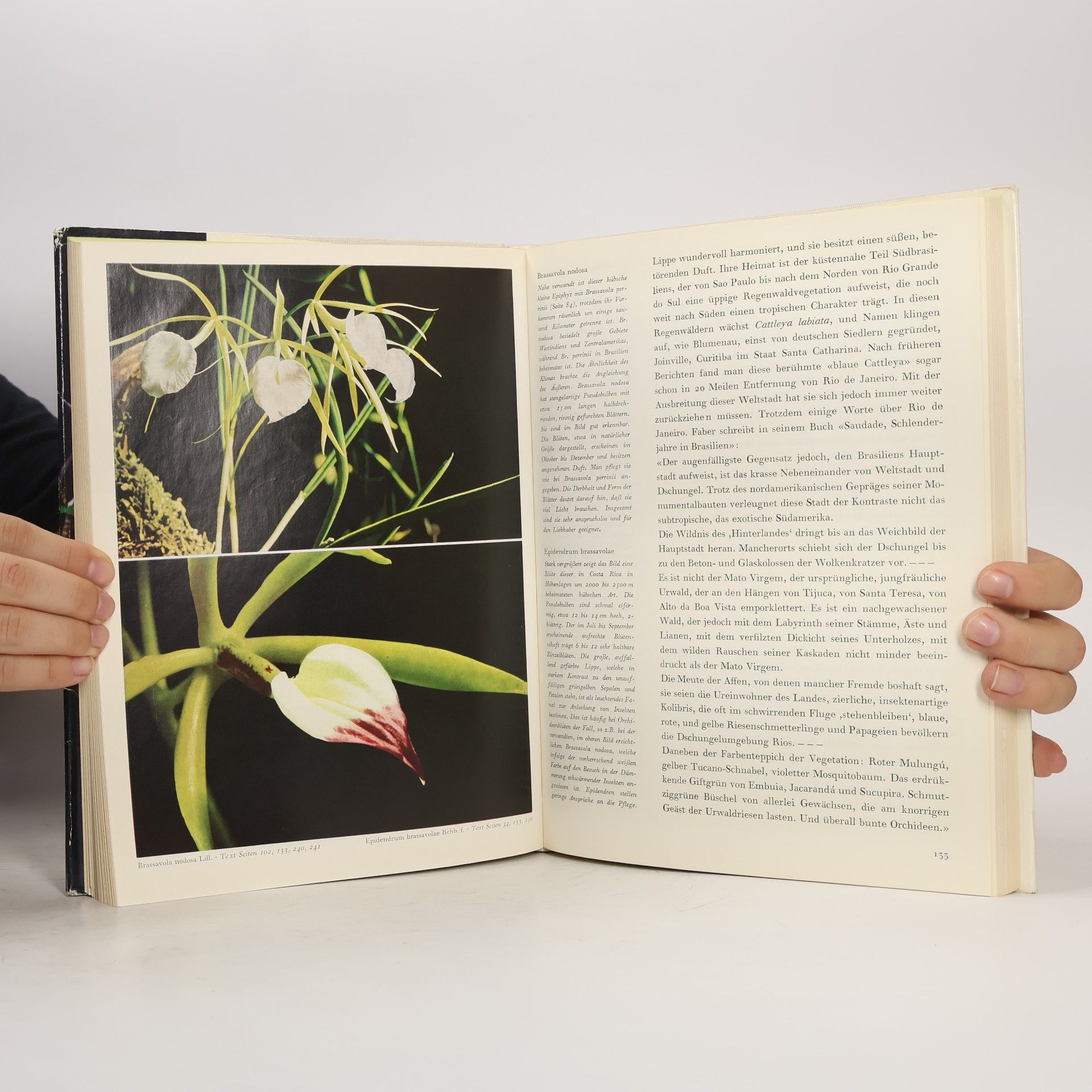 Walter Richter ...die schönsten aber sind Orchideen
