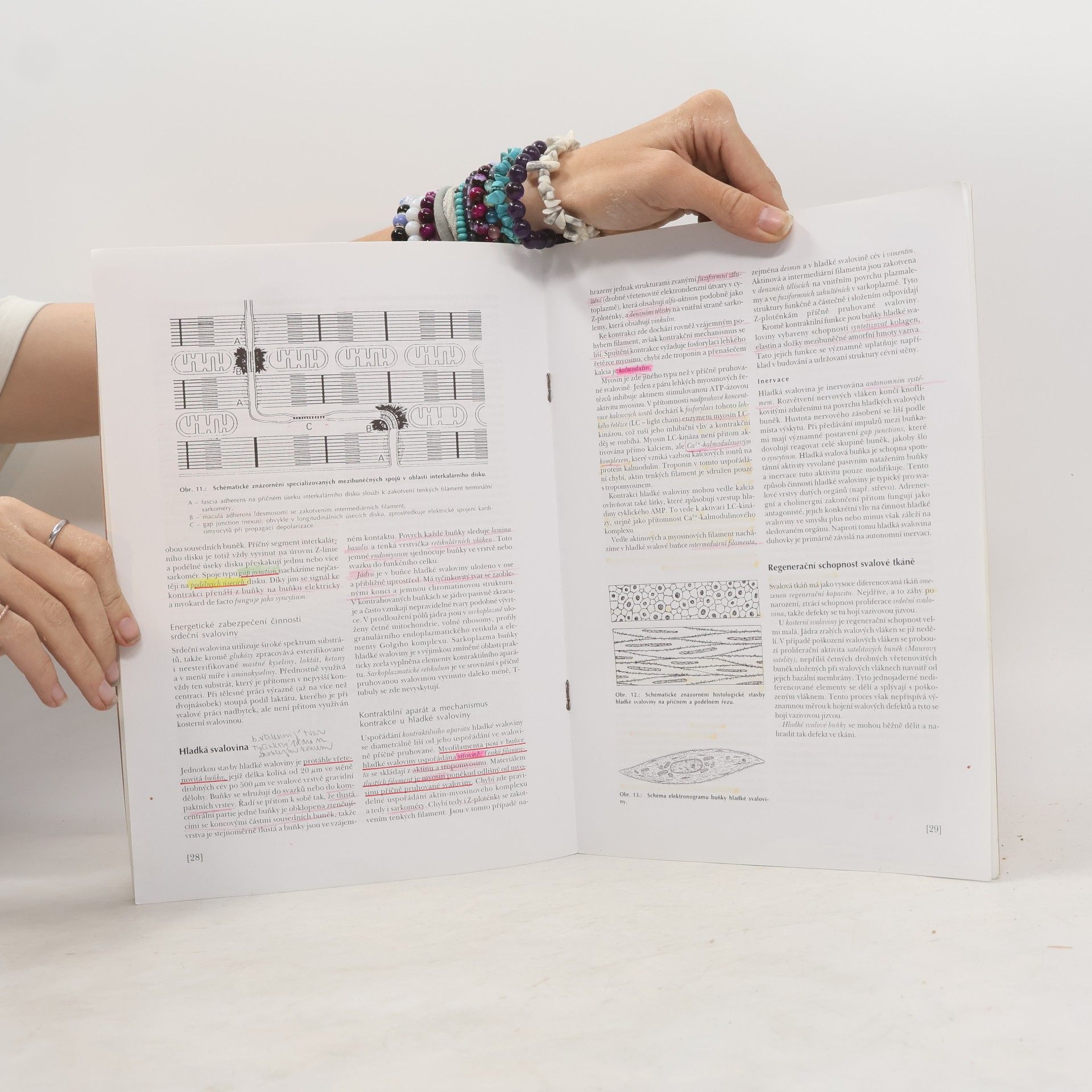 Daniela Jarkovská Histologie I.
