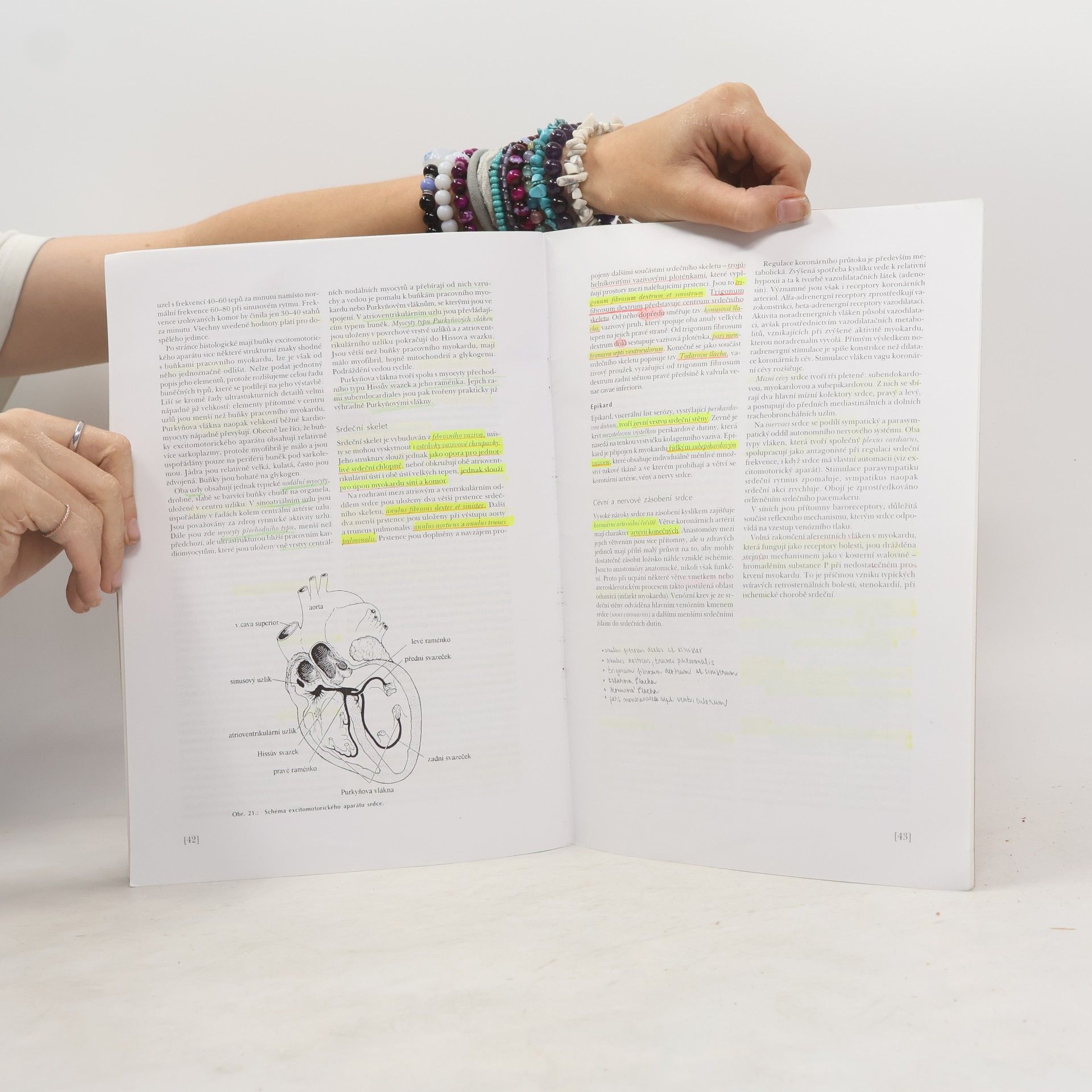 Daniela Jarkovská Histologie I.