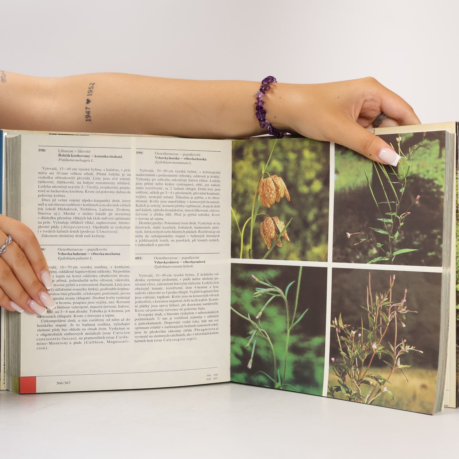 Izabela Háberová Barevný atlas rostlin