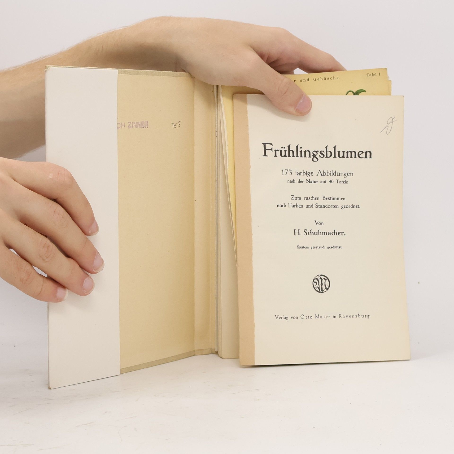 H. Schuhmacher Frühlingsblumen