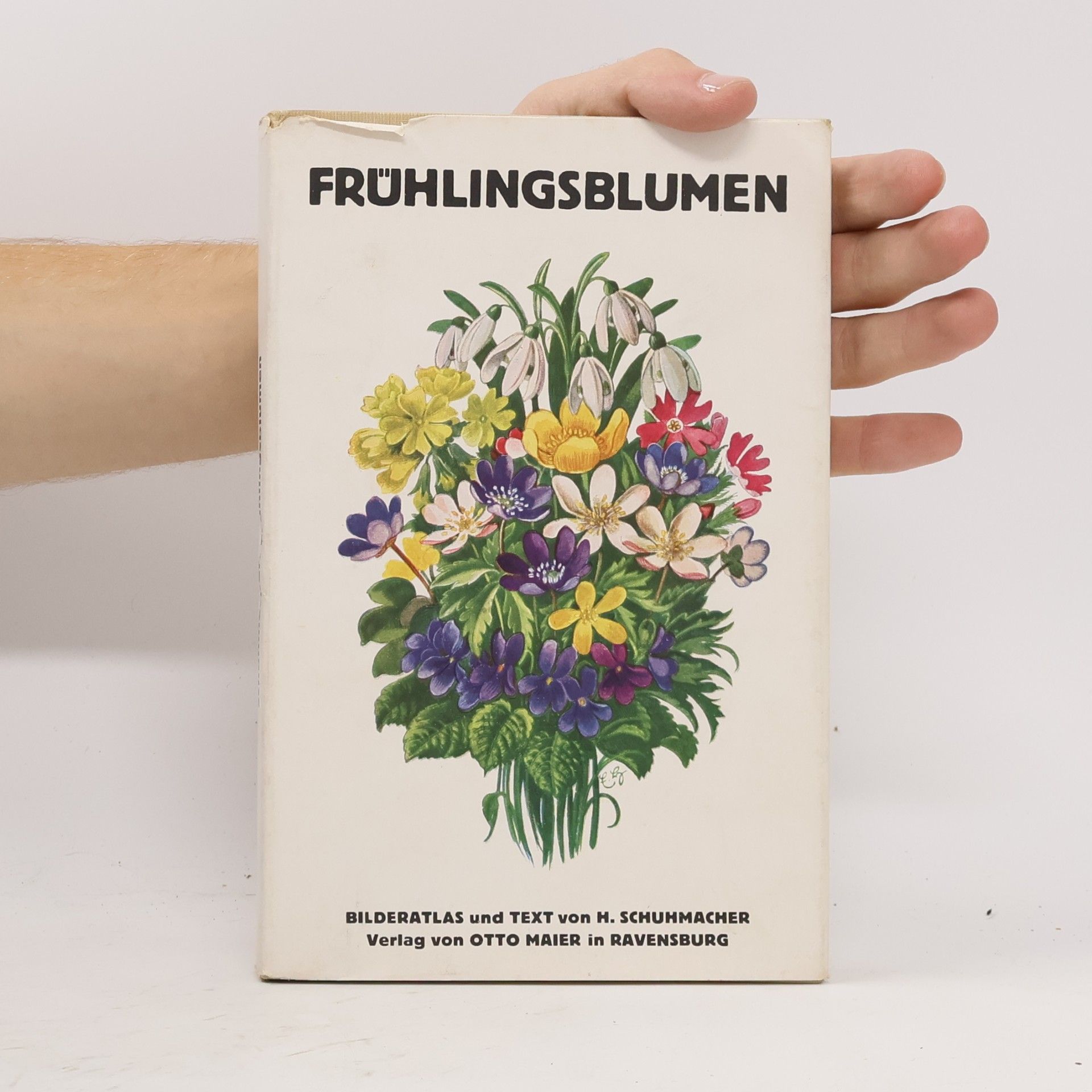 H. Schuhmacher Frühlingsblumen