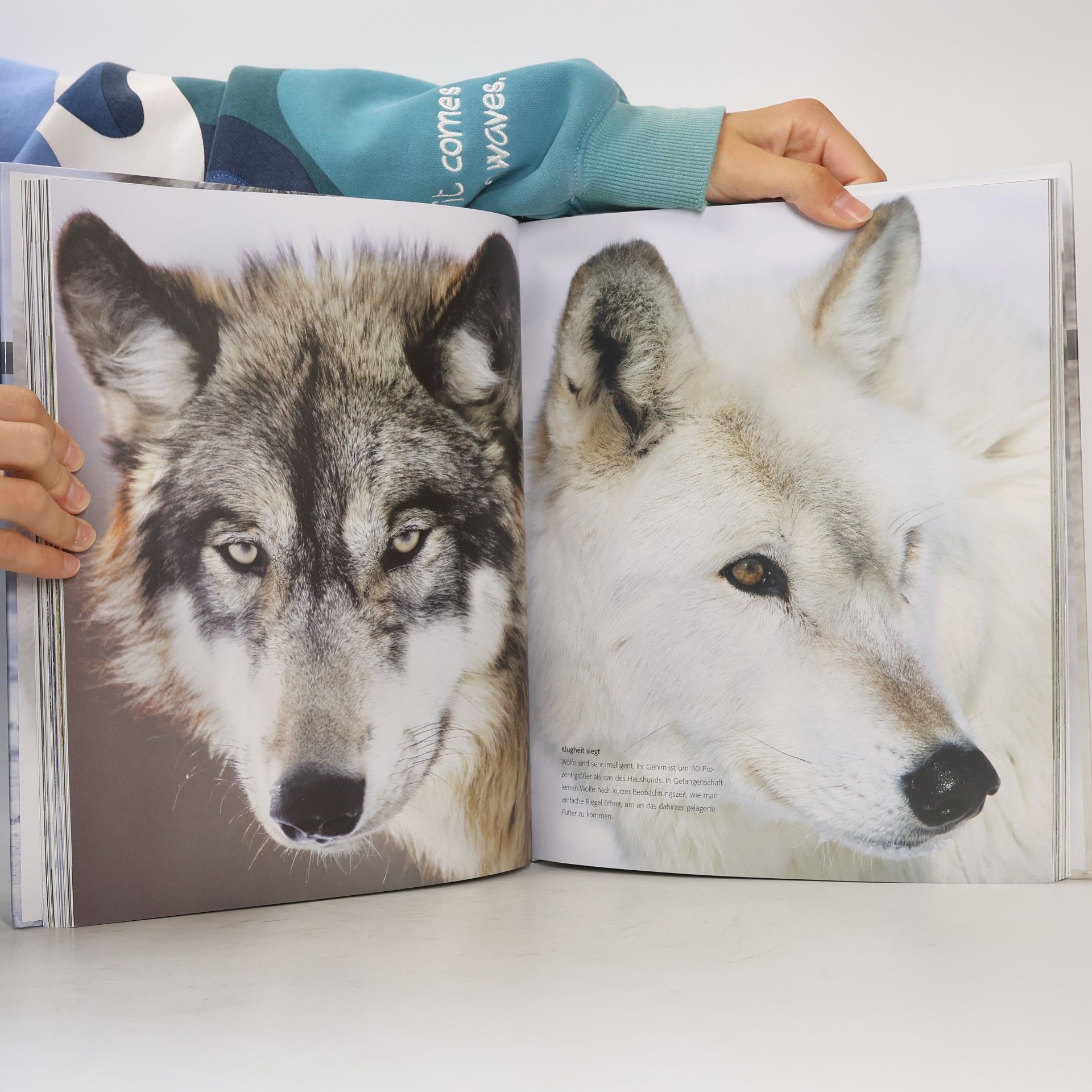 Shaun Ellis Der Wolf - wild und faszinierend
