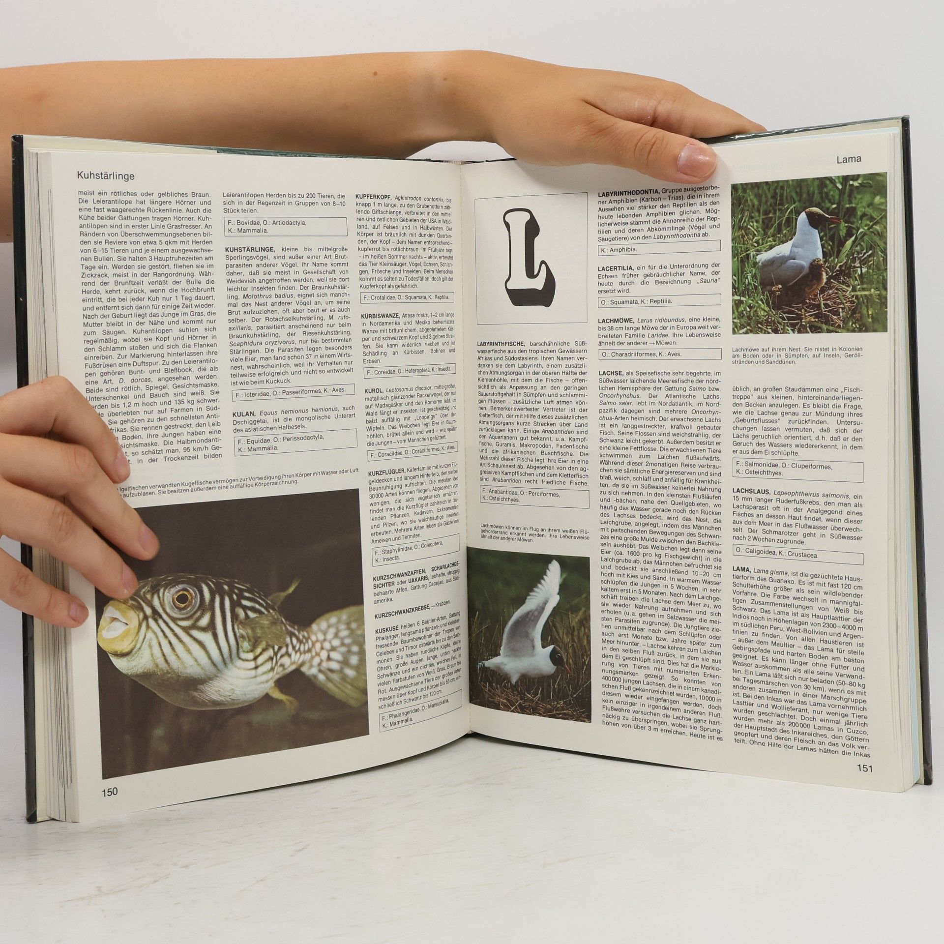 Autorenkollektiv Lexikon der Tiere von A-Z