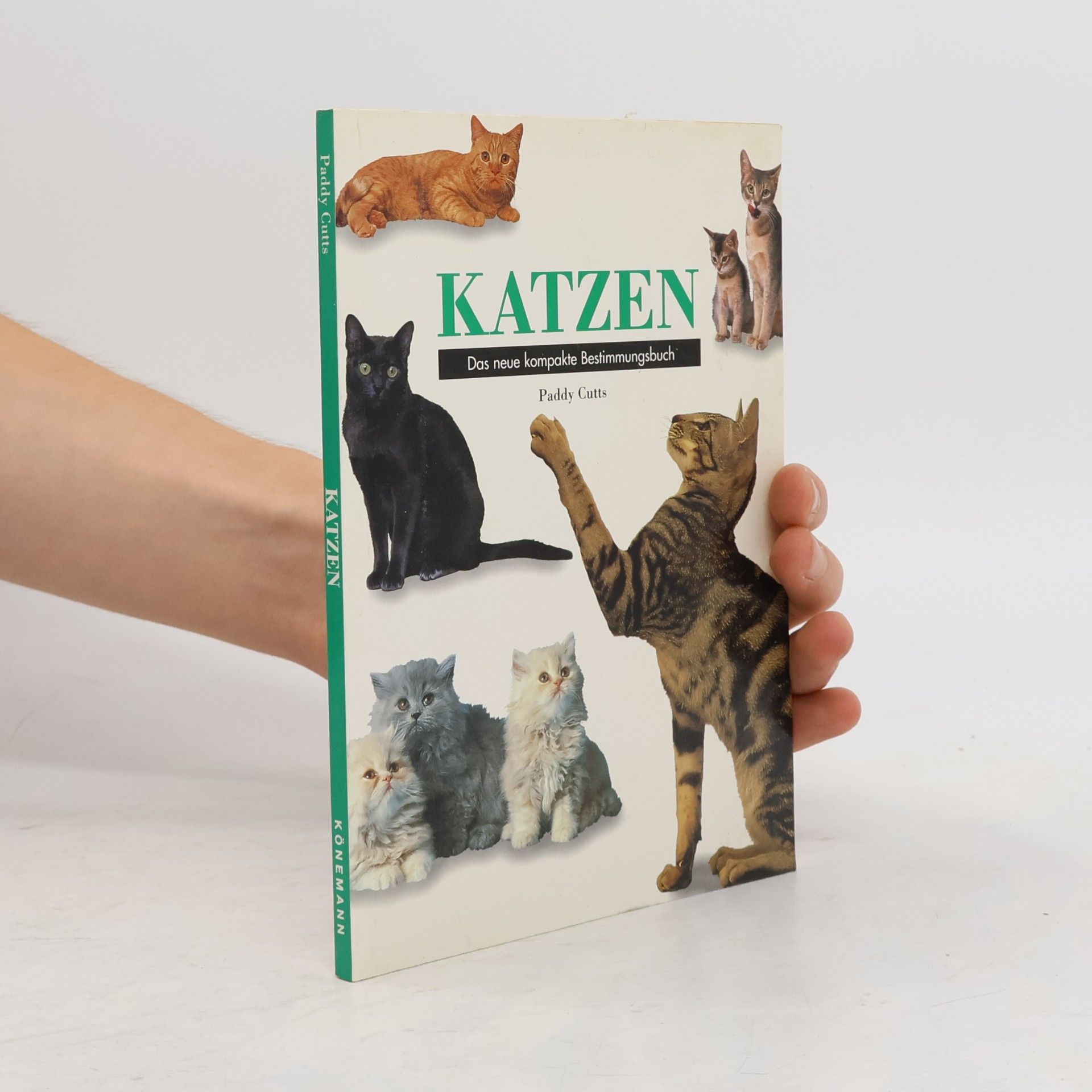 Paddy Cutts Katzen
