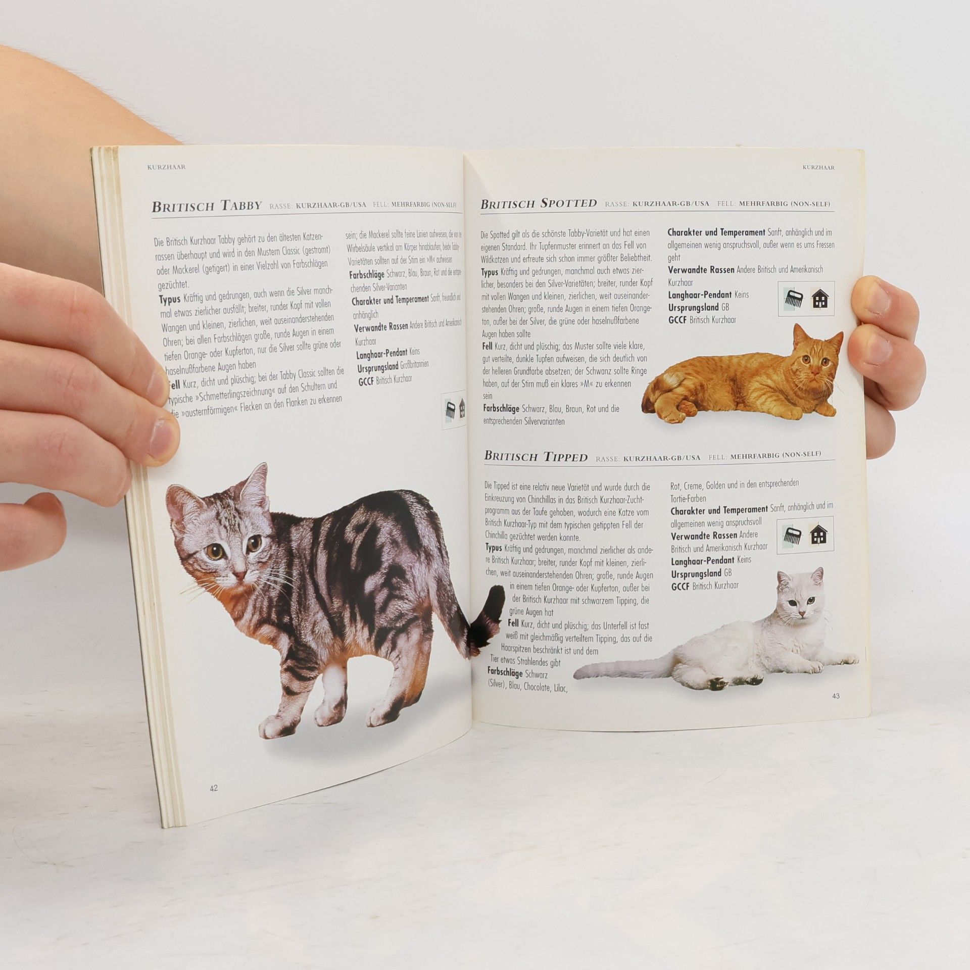 Paddy Cutts Katzen