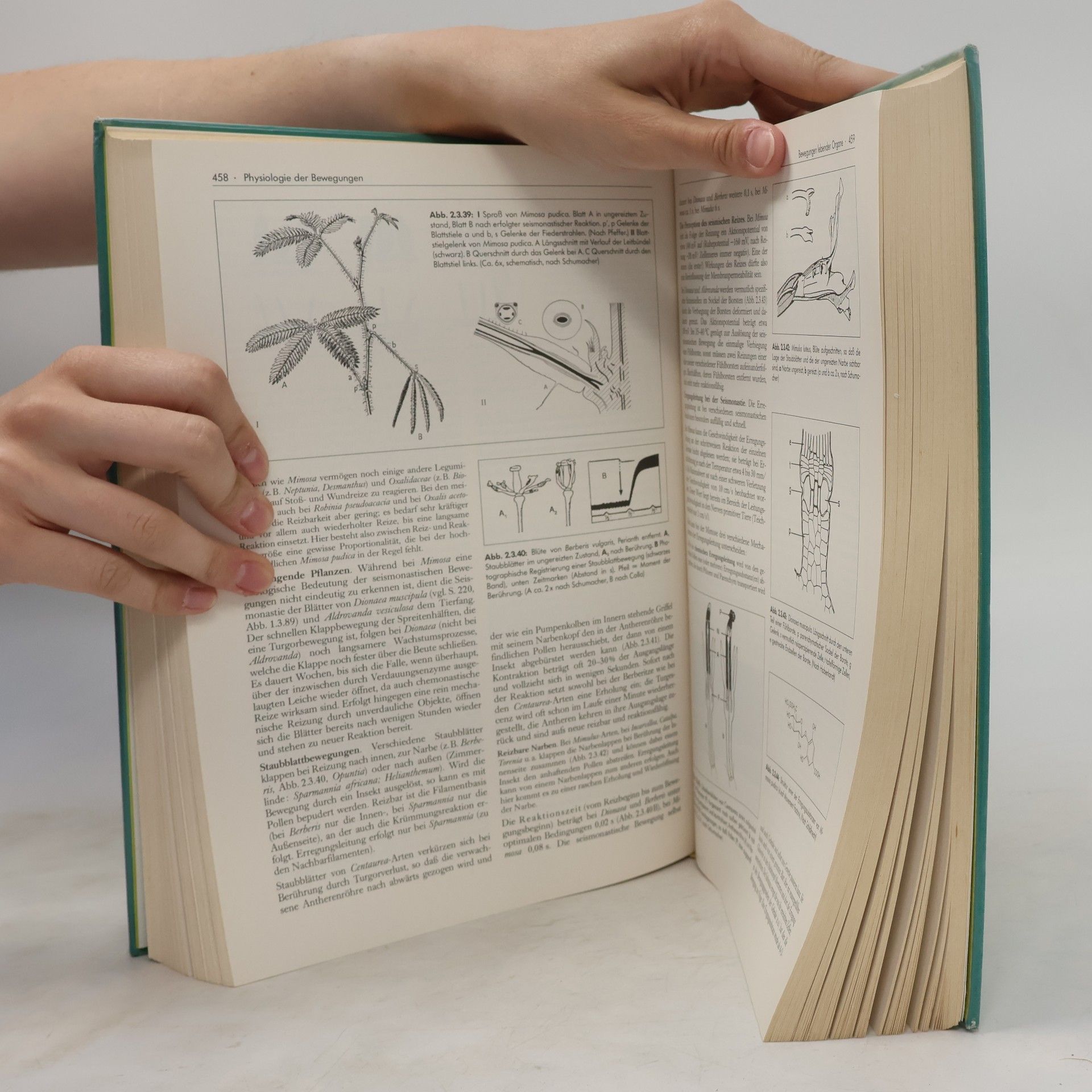 Autorenkollektiv Strasburger Lehrbuch der Botanik