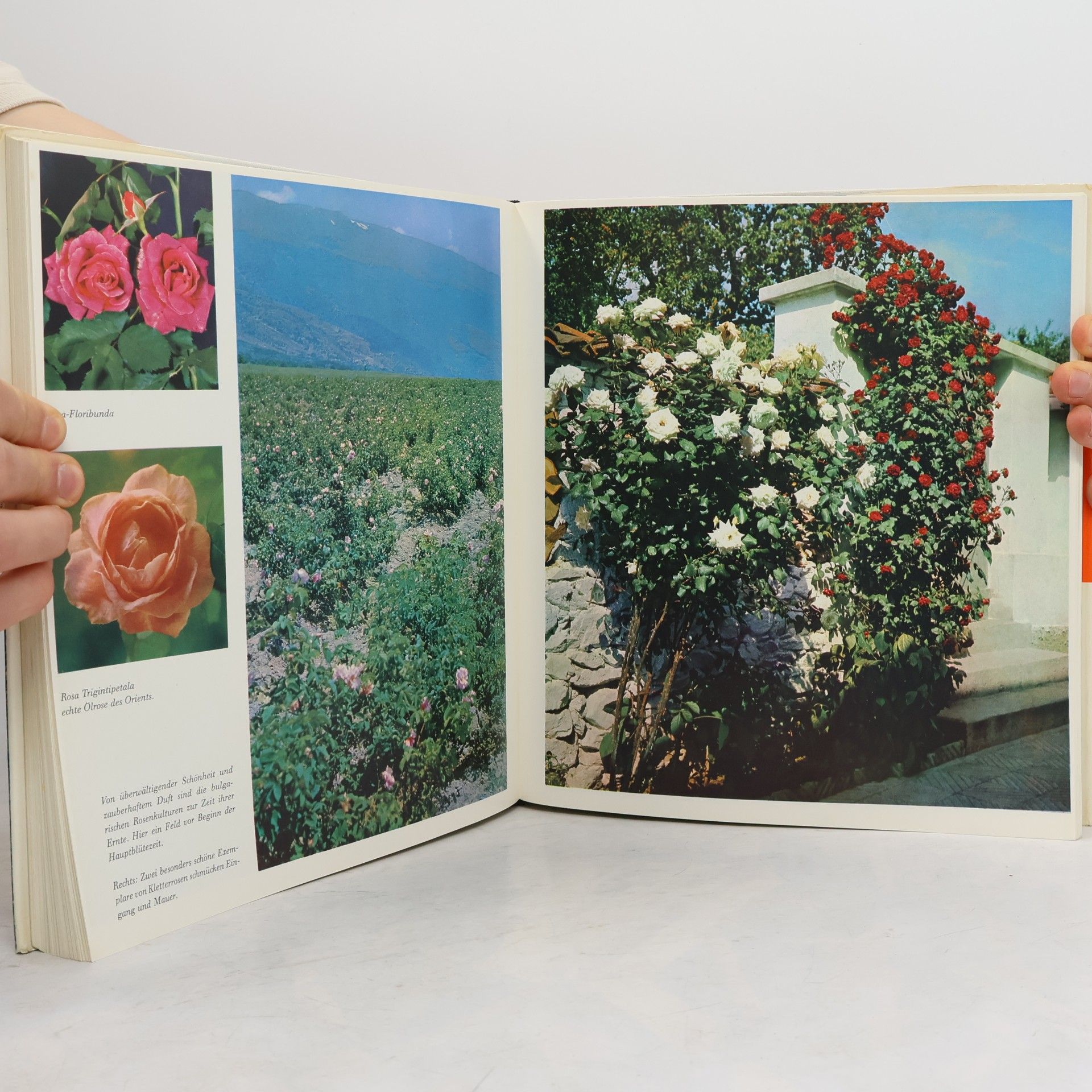 Autores varios Mein Garten, mein Paradies