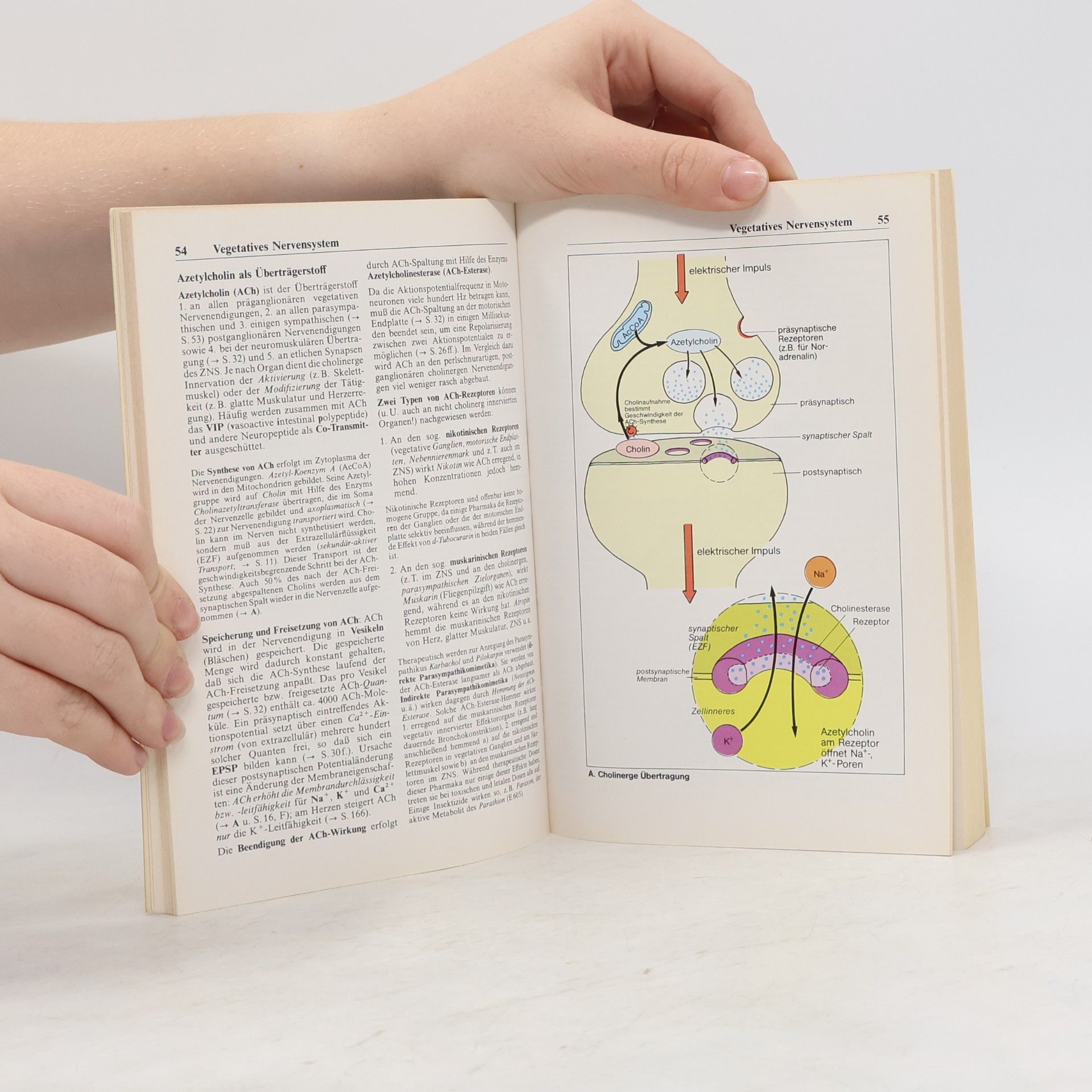 Stefan Silbernagl Taschenatlas der Physiologie