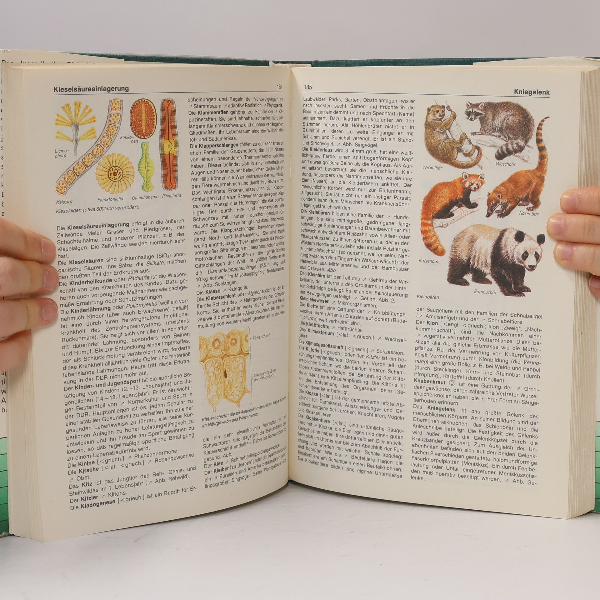 Autorenkollektiv Jugendlexikon Biologie