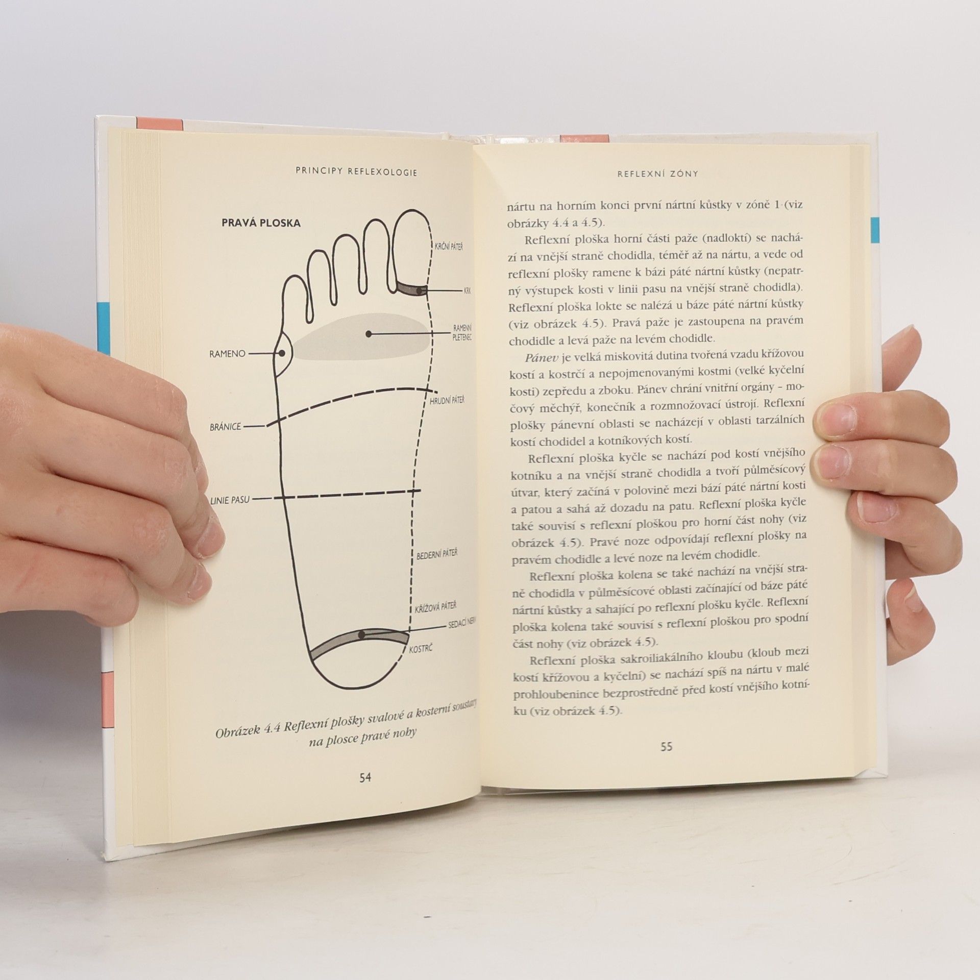 Nicola M. Hall Principy reflexologie