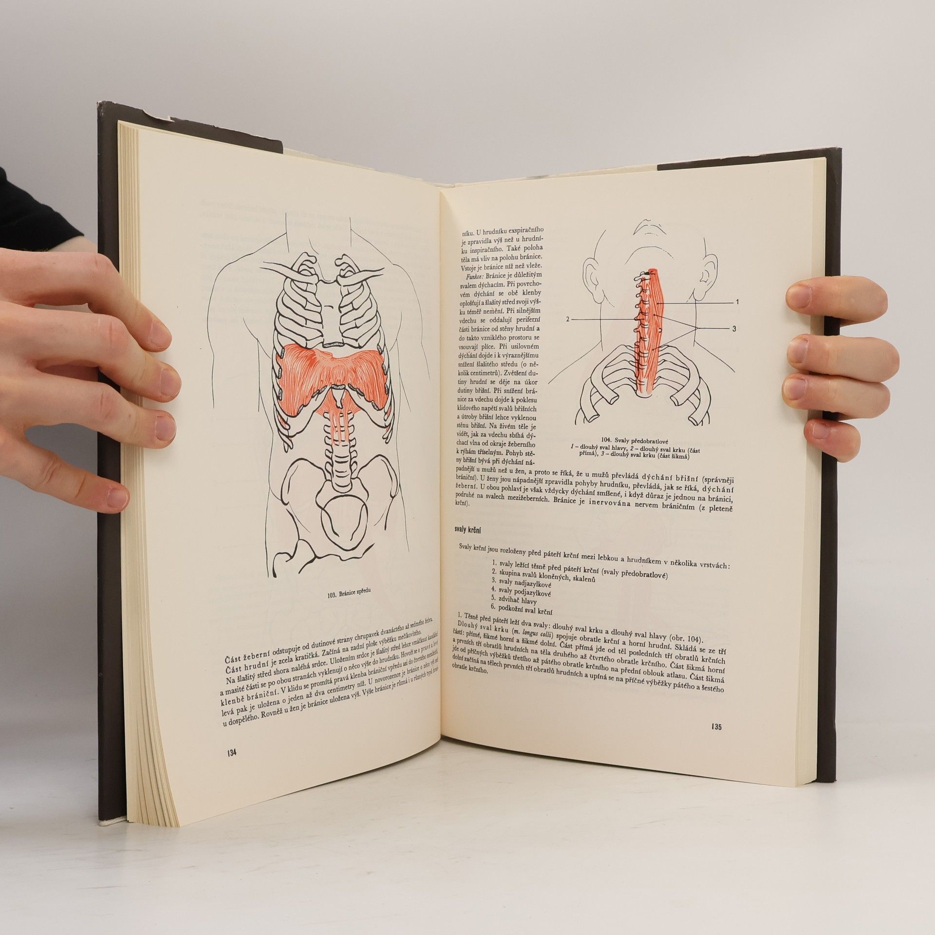 Rudolf Linc Anatomie člověka I