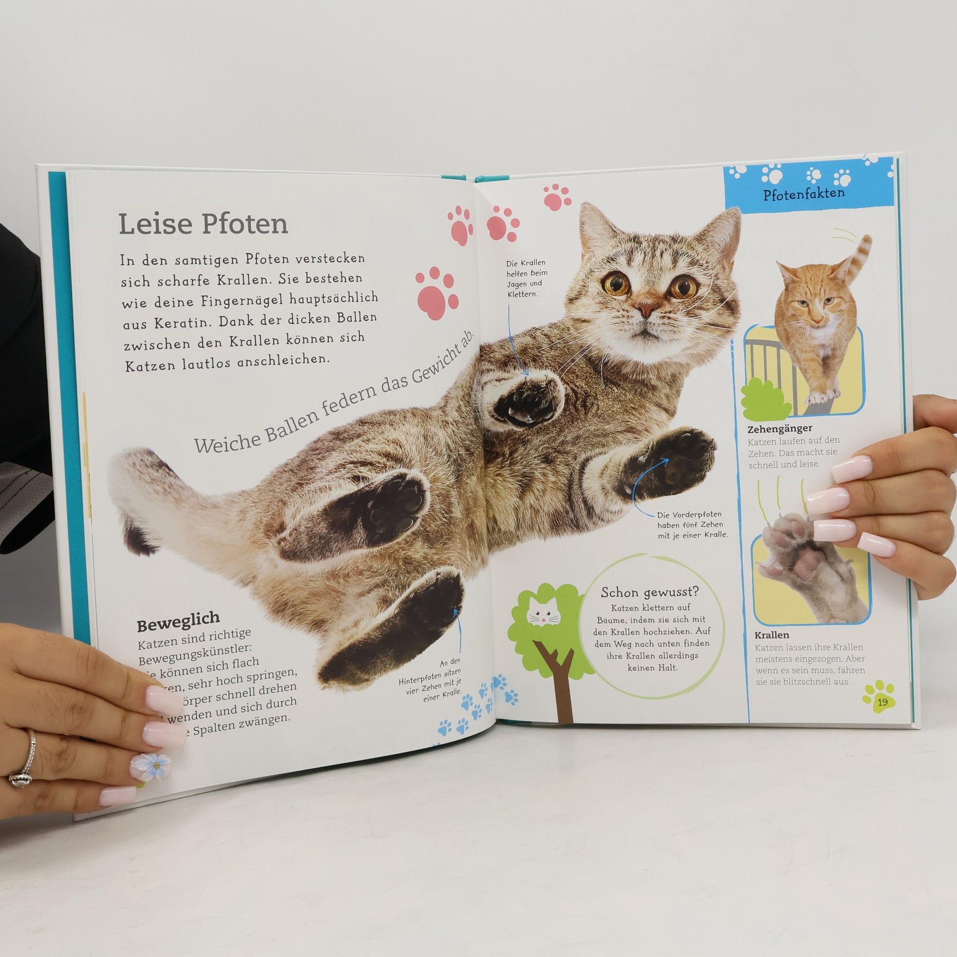 Alles über deine Katze