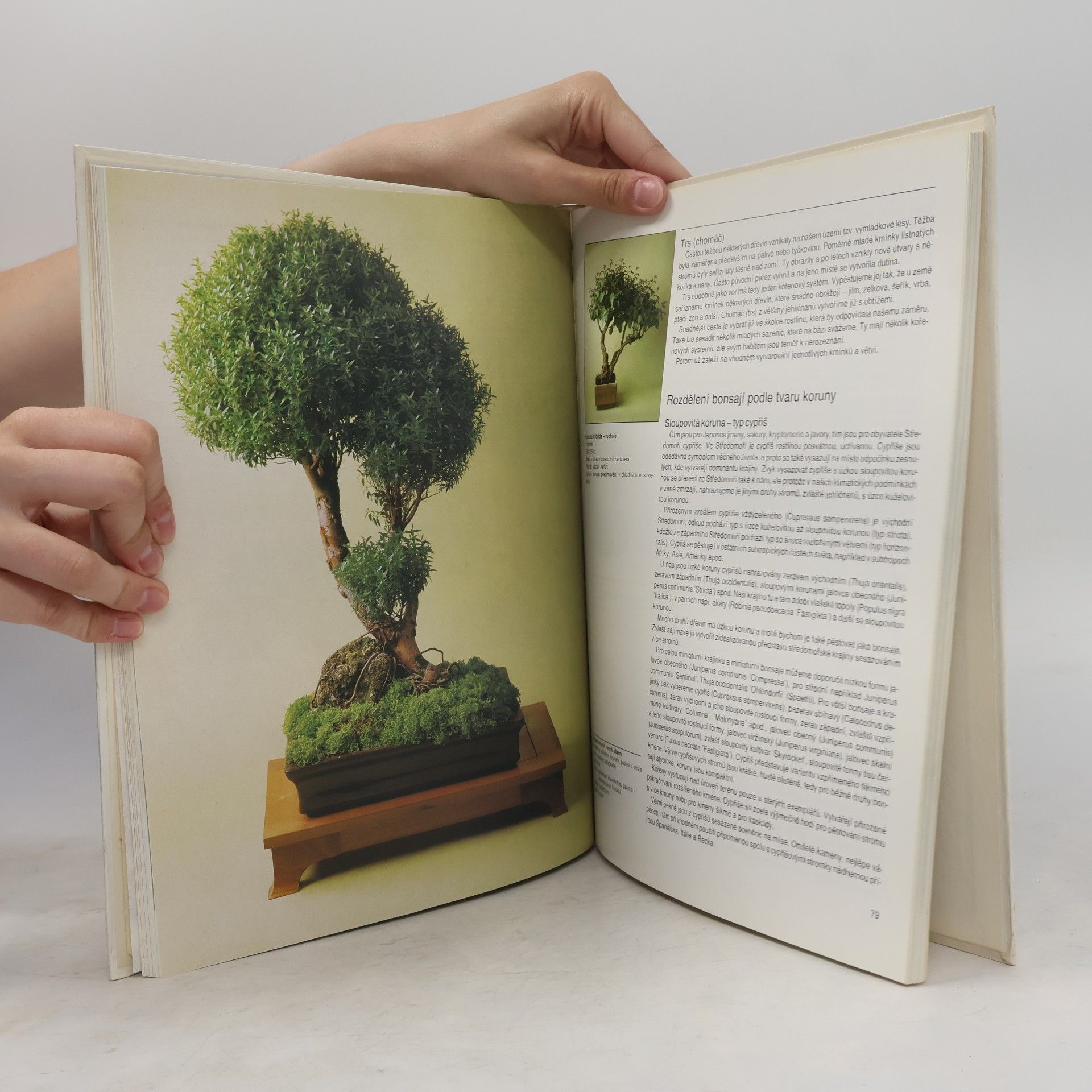 Petr Herynek Bonsai