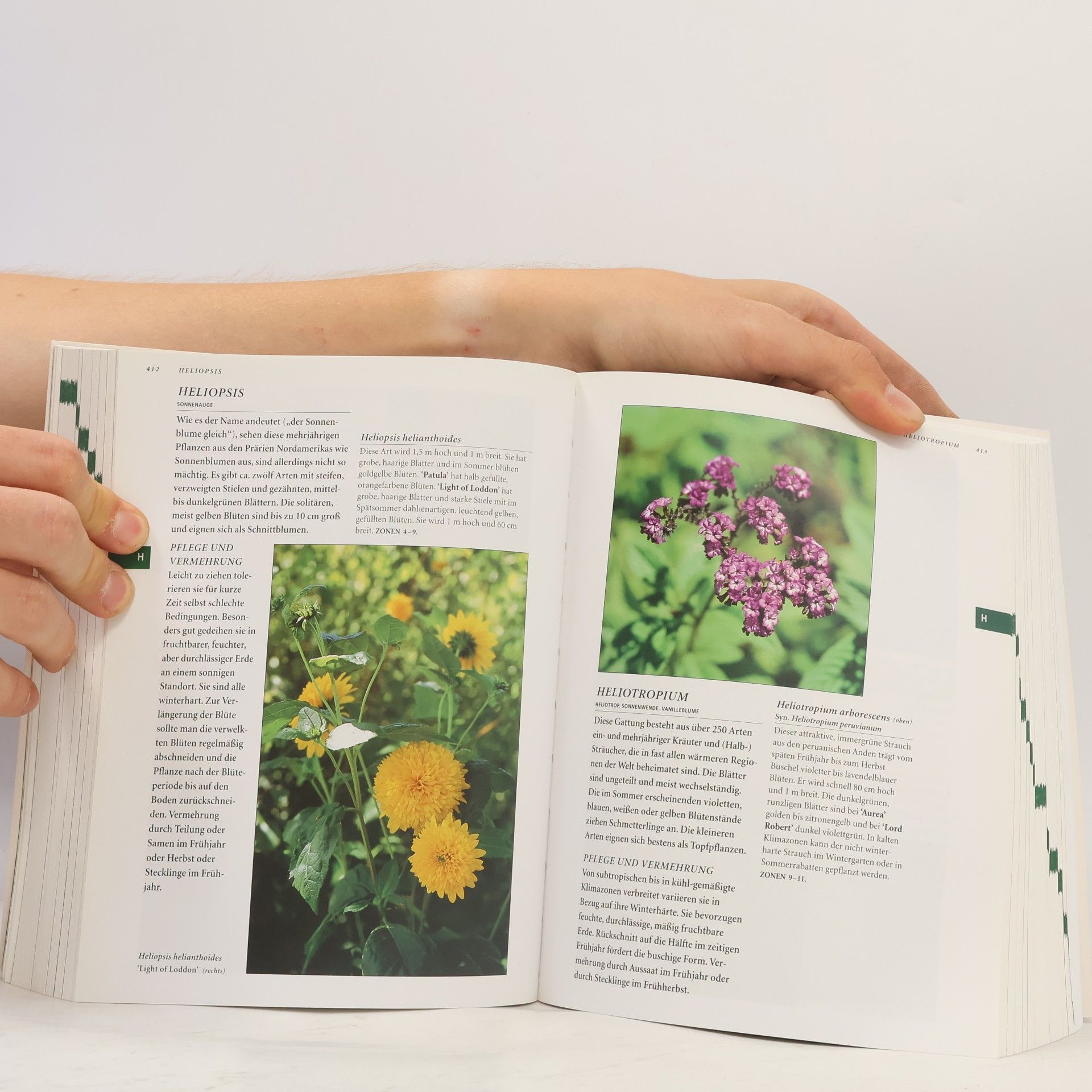 Autorenkollektiv Botanica. Ein Einjährige & mehrjährige Pflanzen