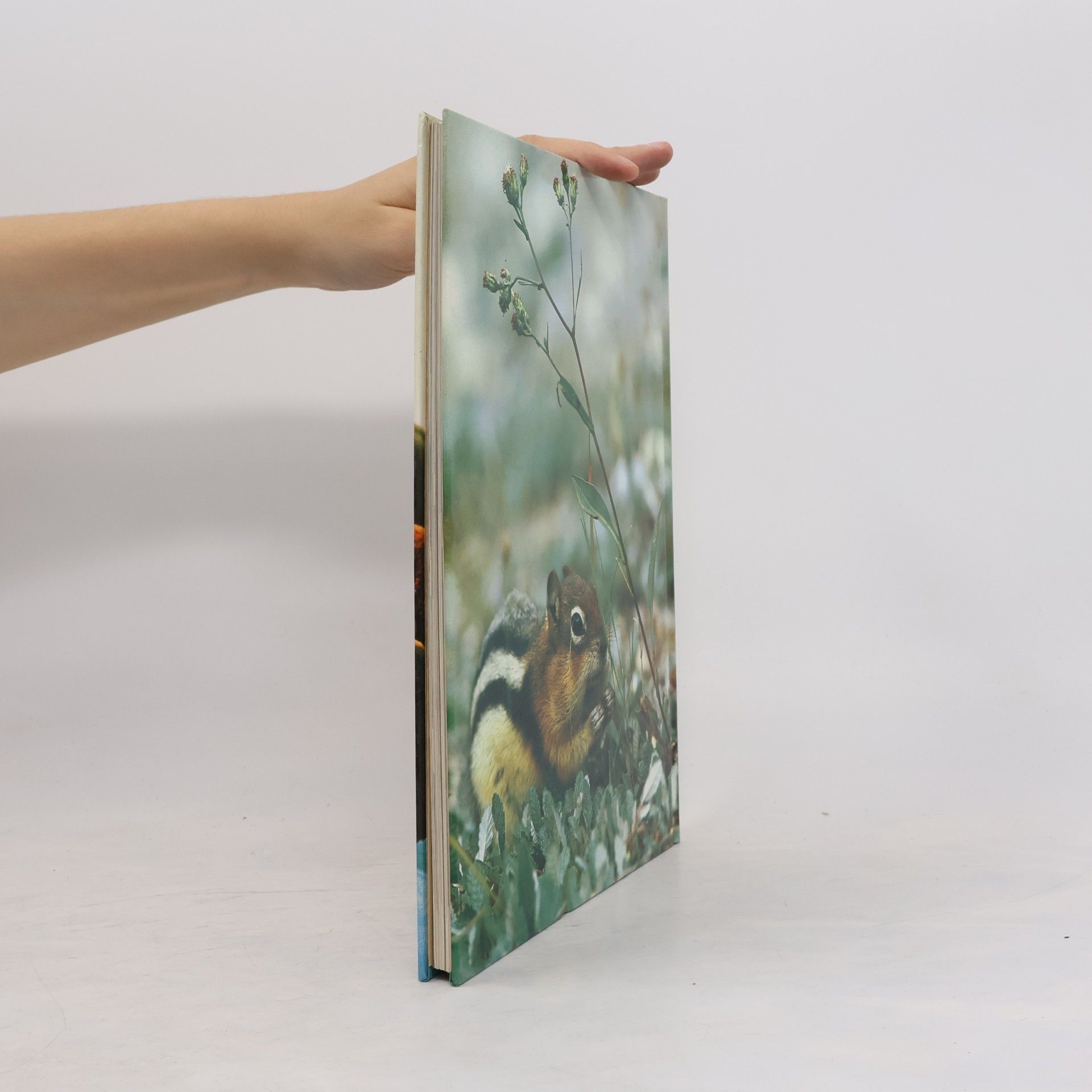 Collectif d'auteurs Vita degli animali 15