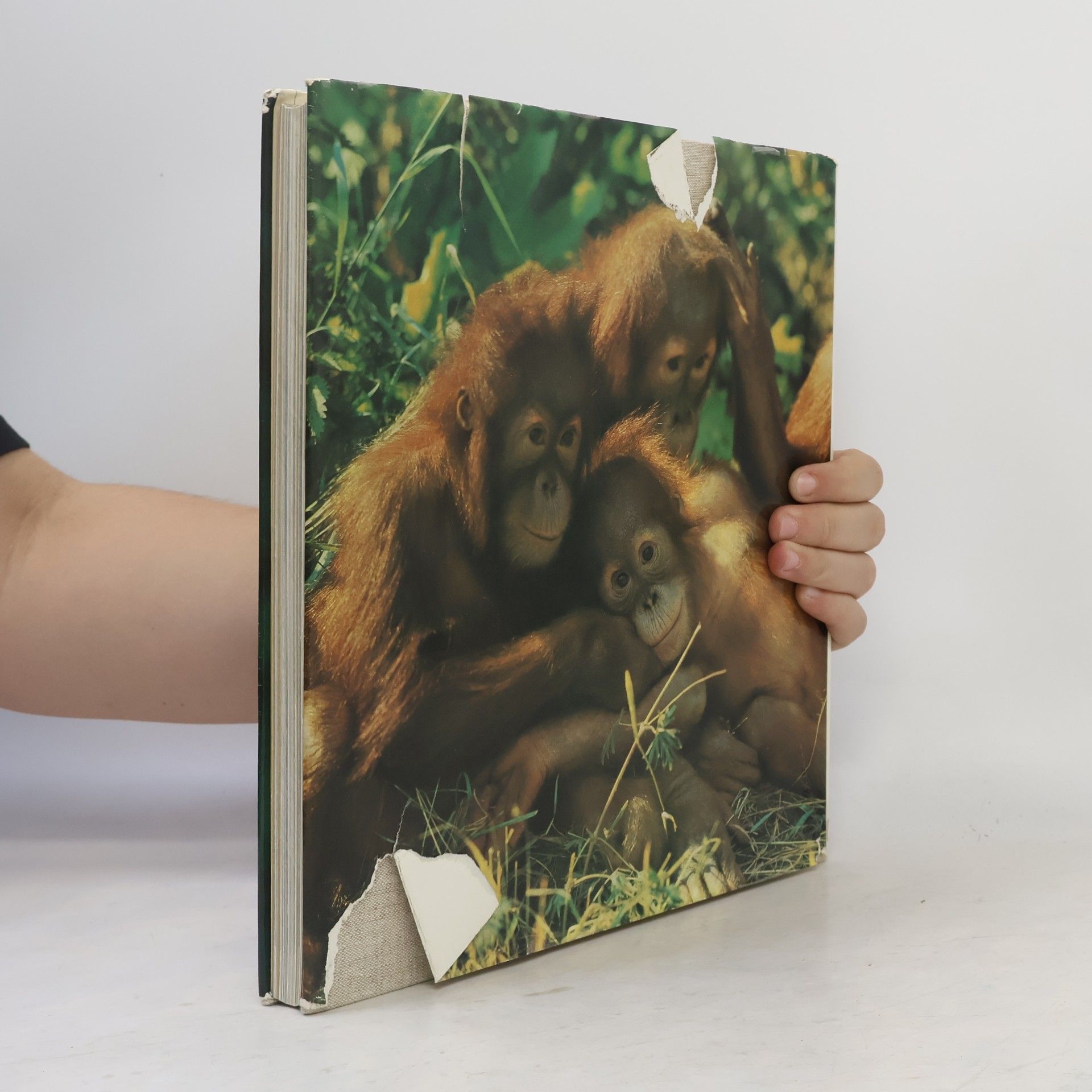 Siegfried Seifert ZOO Fotografie