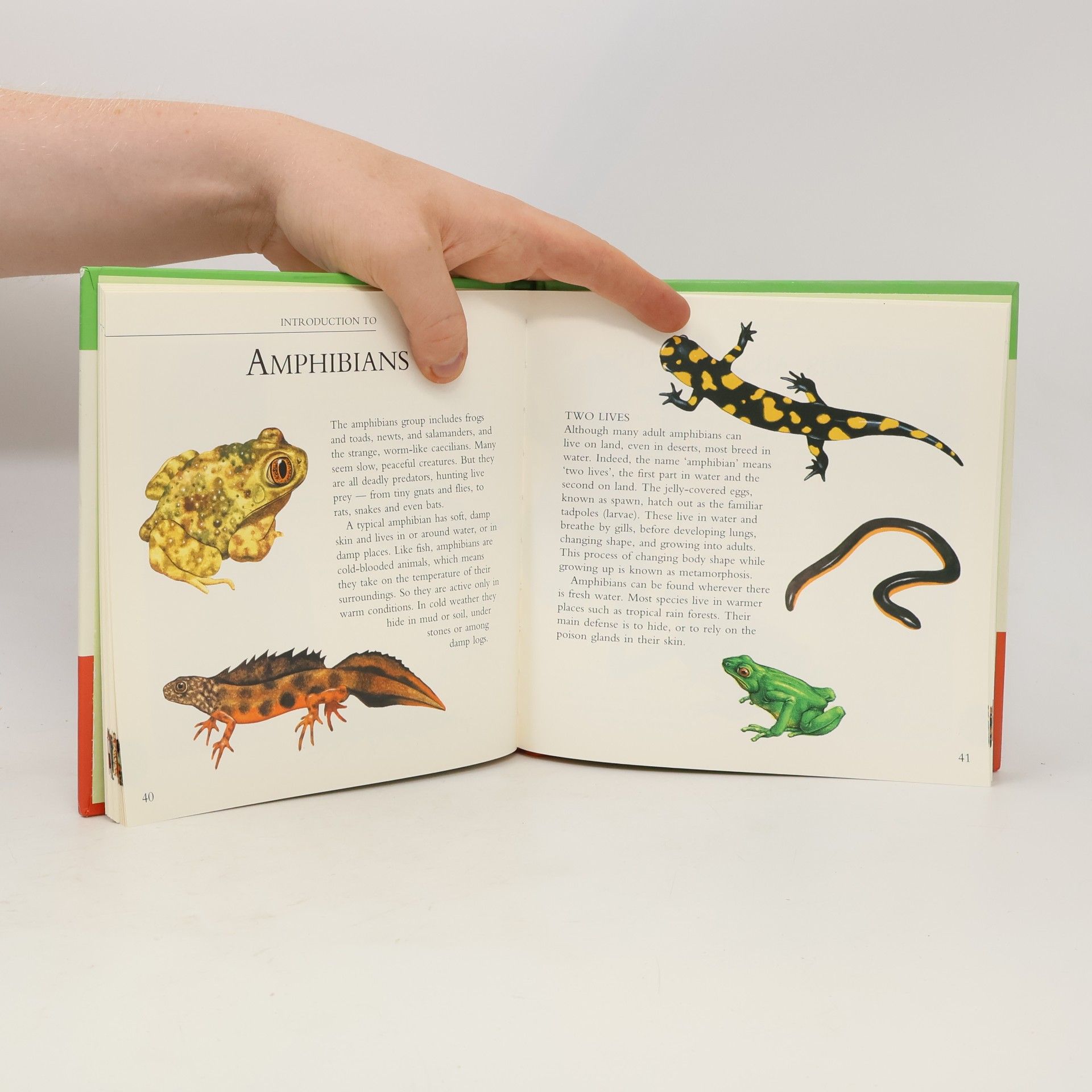 Martin Walters Fantastic Facts About Insects, Amphibians And Reptiles