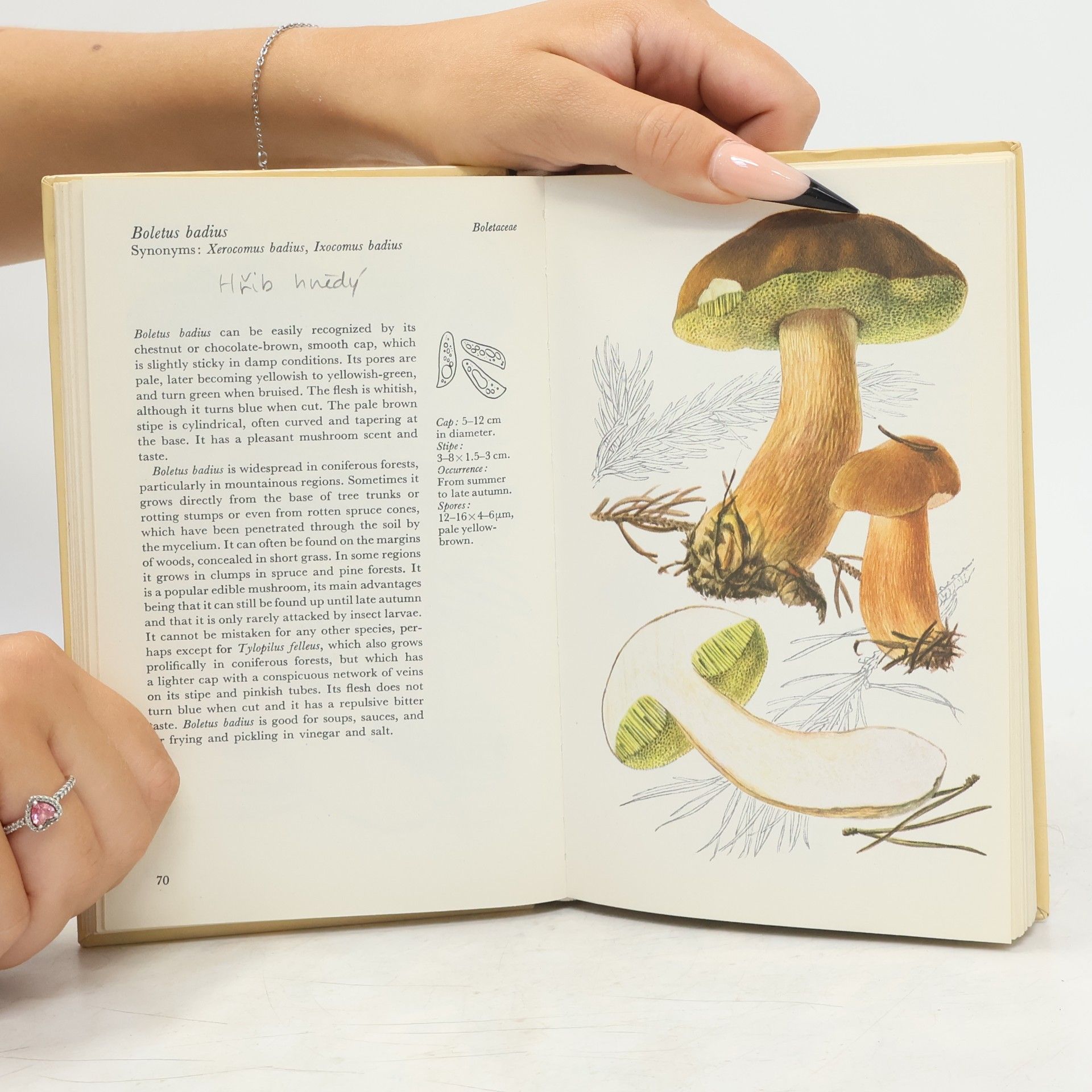 Various authors Mushrooms and Fungi