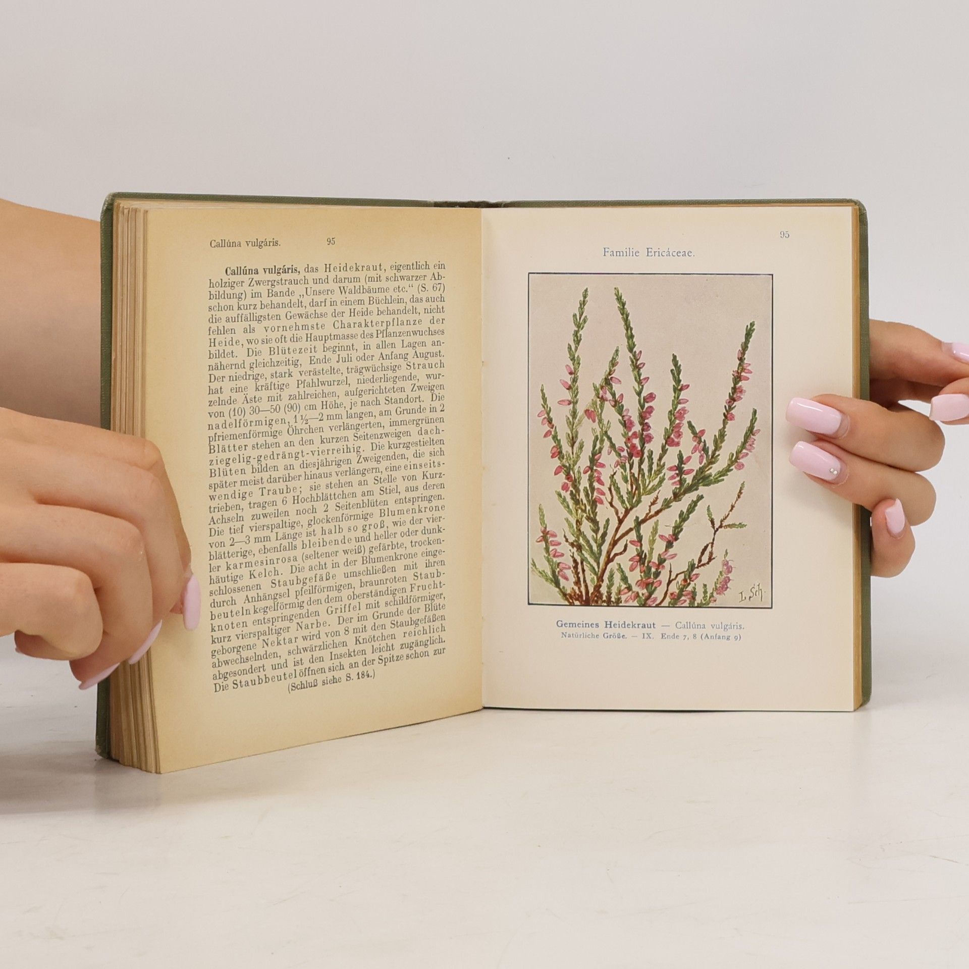 Ludwig Klein Sammlung Naturwissenschaftlicher Taschenbücher. Unsere Wiesenpflanzen